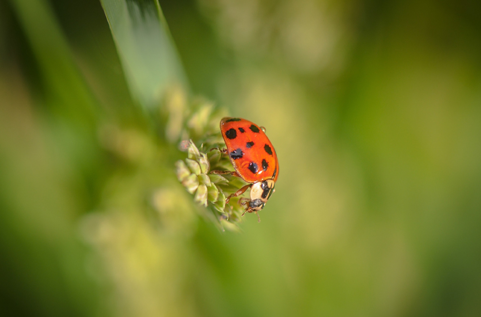 Nikon AF-S Micro-Nikkor 105mm F2.8G IF-ED VR sample photo. In the green sea photography