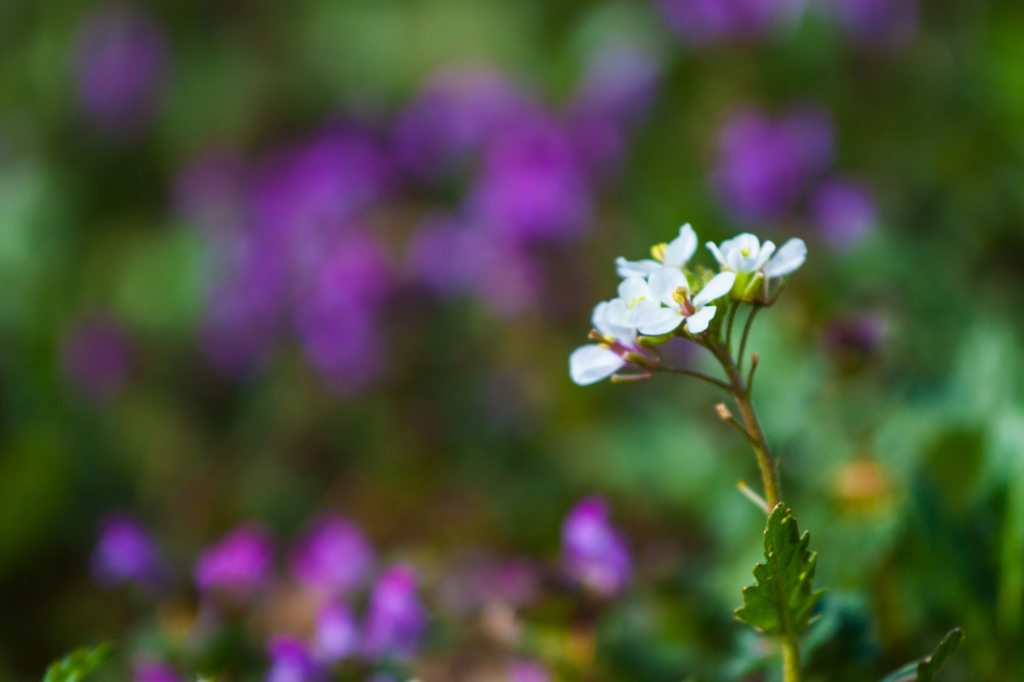 Canon EOS 50D + Canon EF 70-200mm F4L IS USM sample photo. Florecilla del campo photography