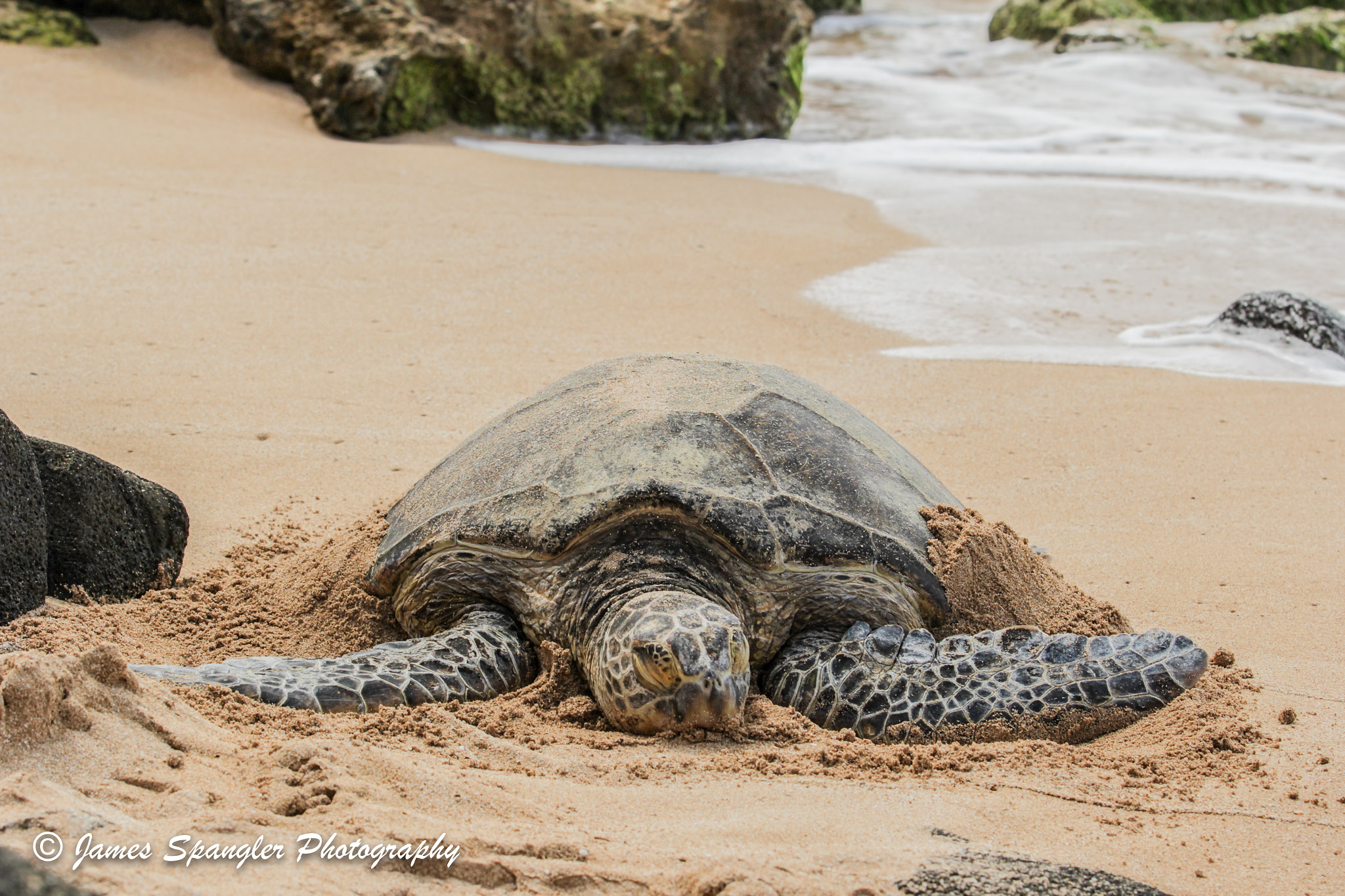 Canon EF 70-200mm F2.8L USM sample photo. "kekoa - the brave one photography