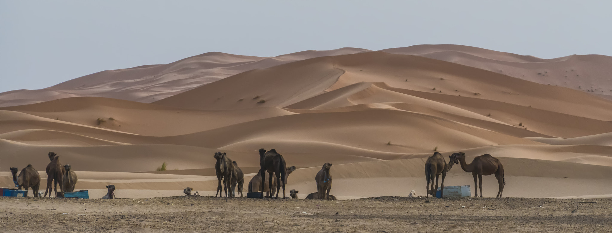 Nikon D500 sample photo. Lines of sahara photography