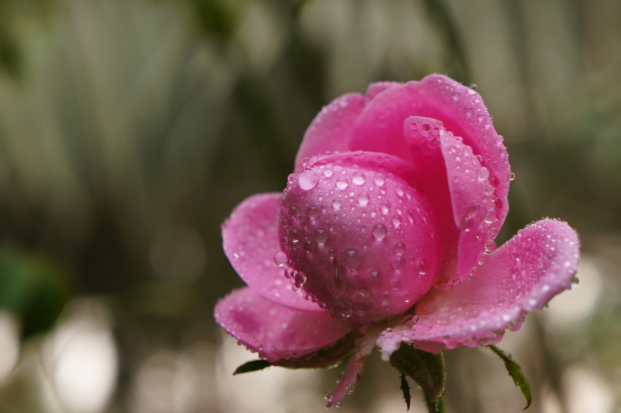 Sony E 18-55mm F3.5-5.6 OSS sample photo. Rose photography