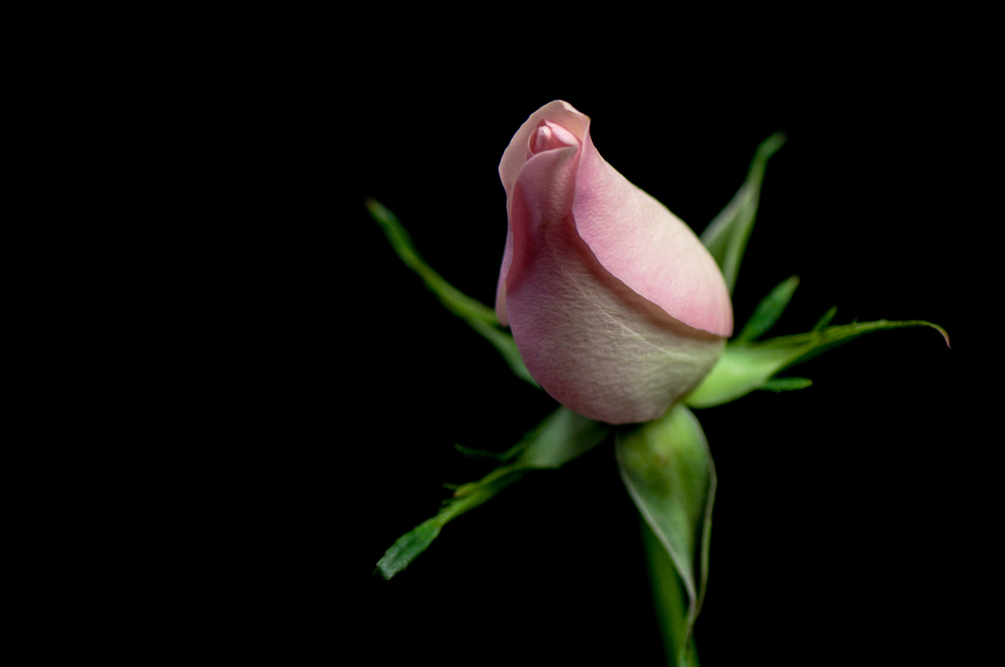 Nikon AF-S Micro-Nikkor 105mm F2.8G IF-ED VR sample photo. Principled. Принципова. photography