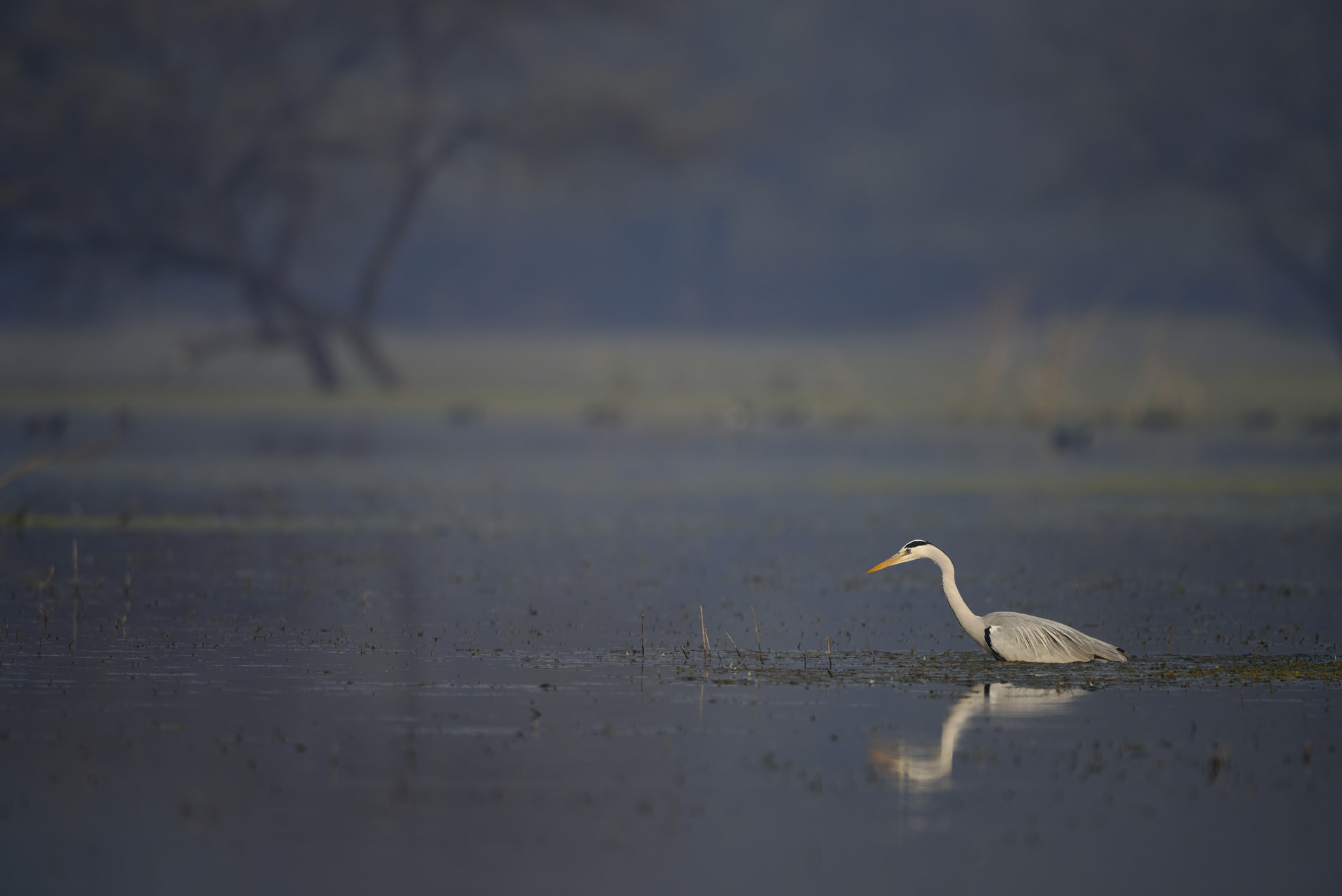 Grey Heron