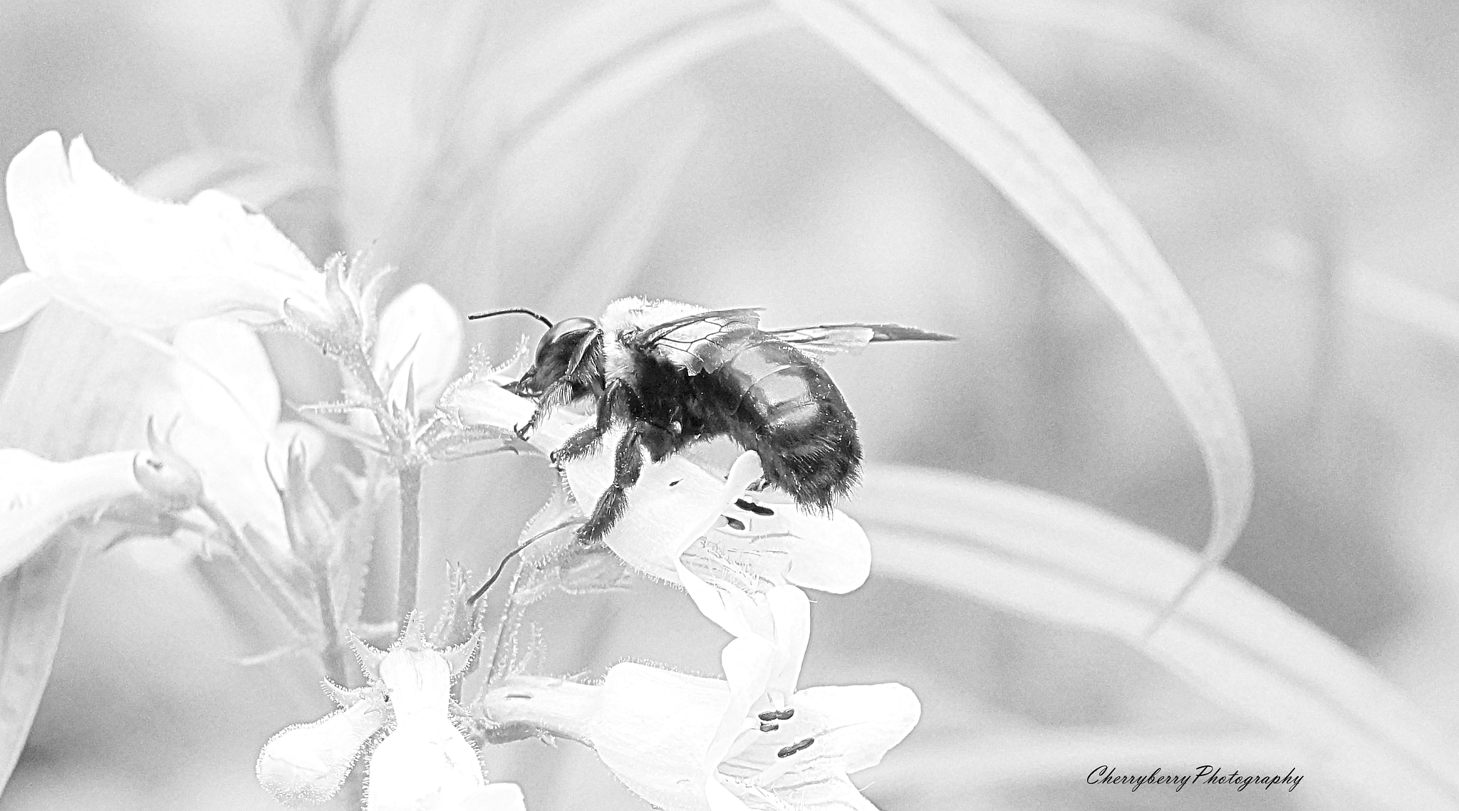 Sony FE 24-240mm F3.5-6.3 OSS sample photo. Cherryberry photography