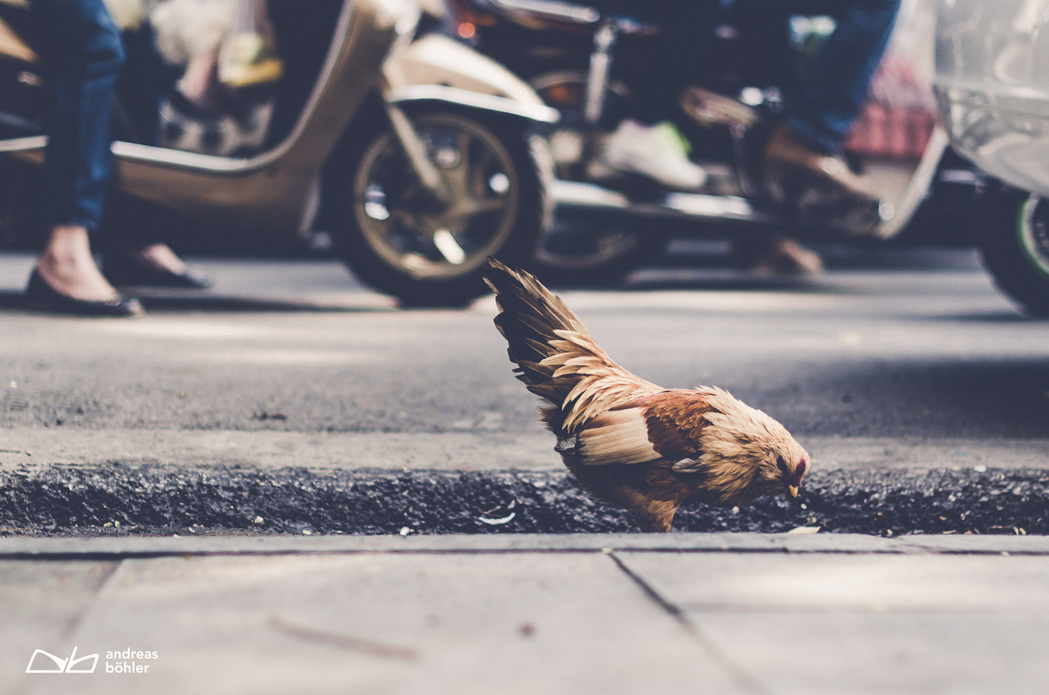 Nikon D5100 + Nikon AF-S Nikkor 50mm F1.4G sample photo. Street animal photography