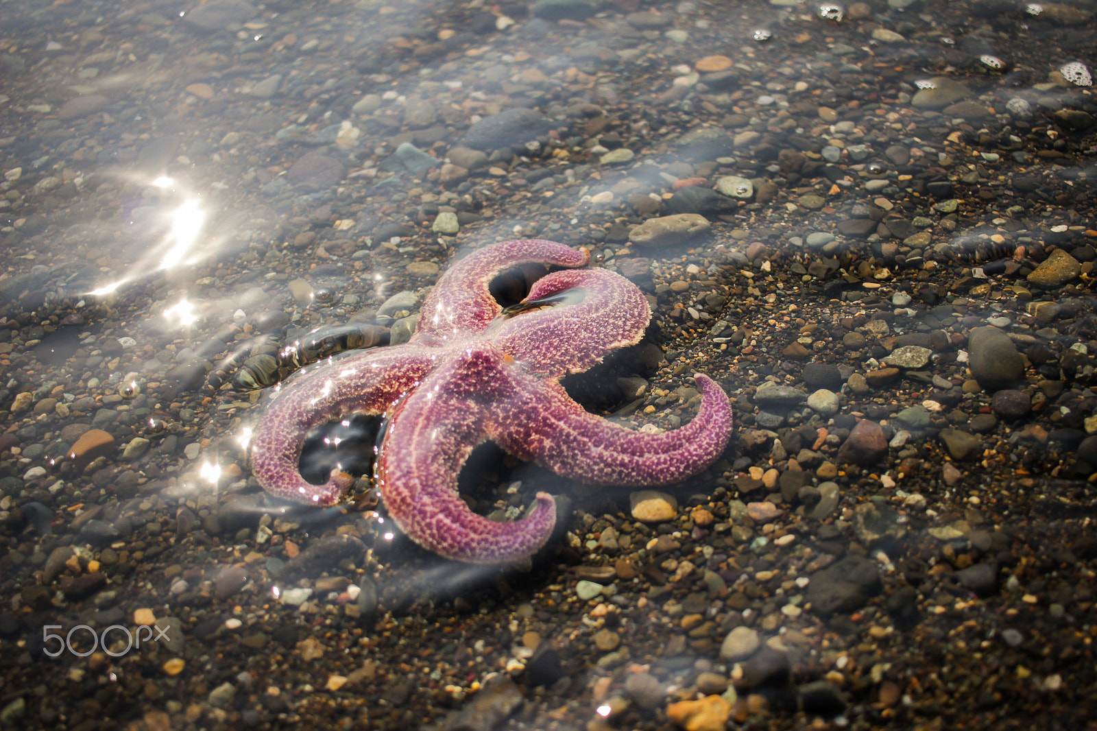 Canon EF-S 24mm F2.8 STM sample photo. Sea star photography