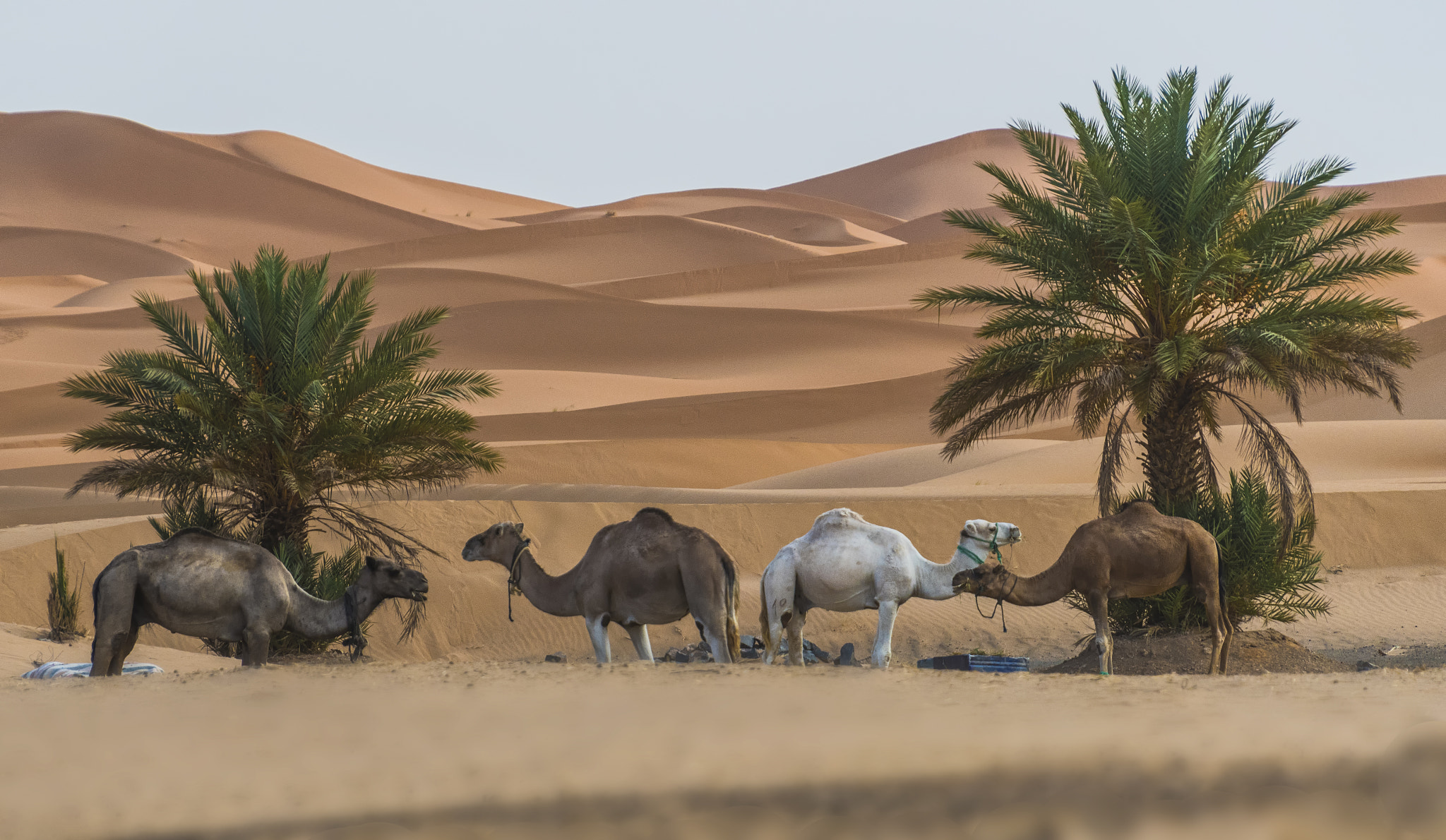 Nikon D500 sample photo. Camels and sands photography