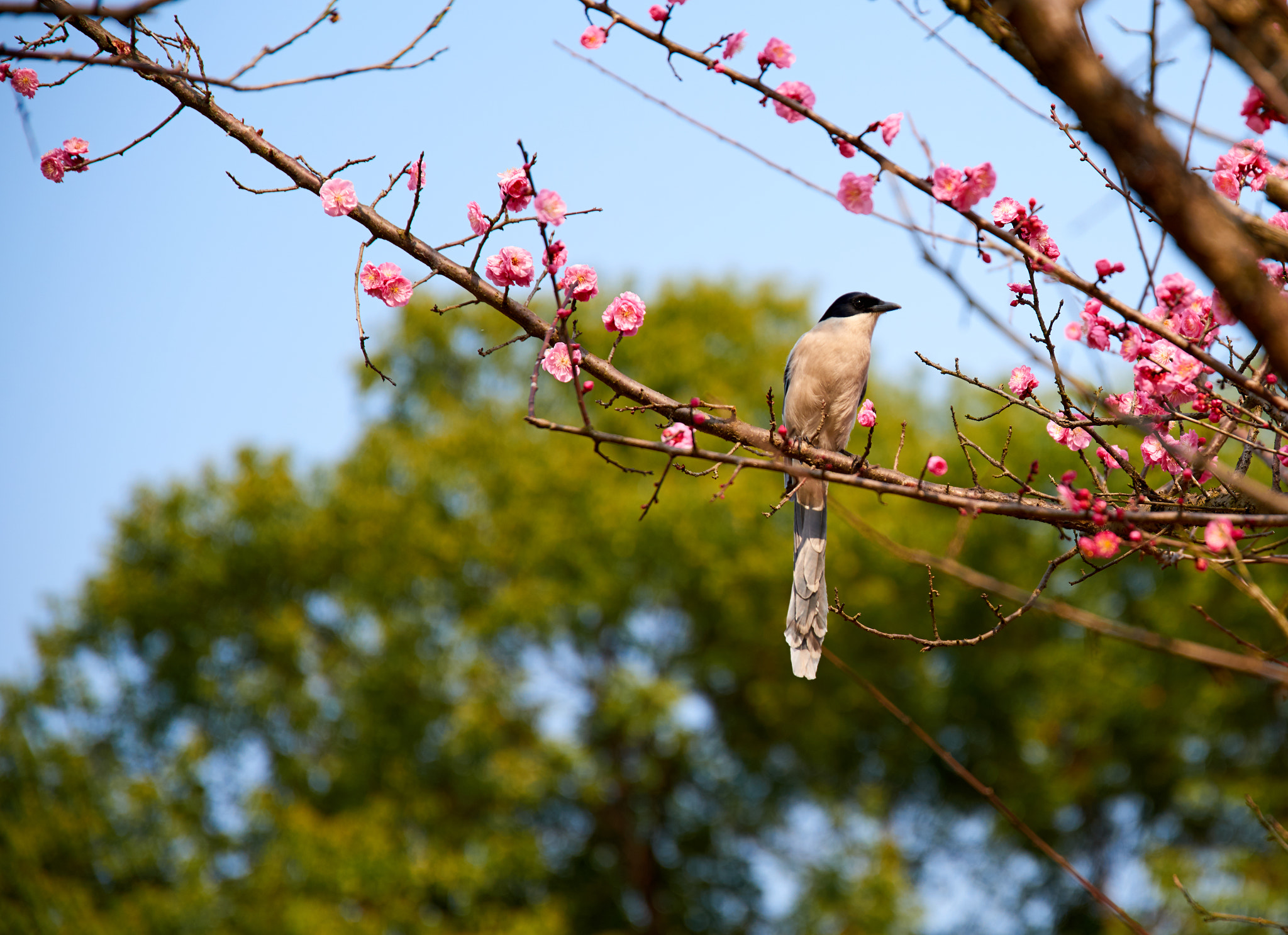 Sigma 24-105mm F4 DG OS HSM Art sample photo. 春天里 photography