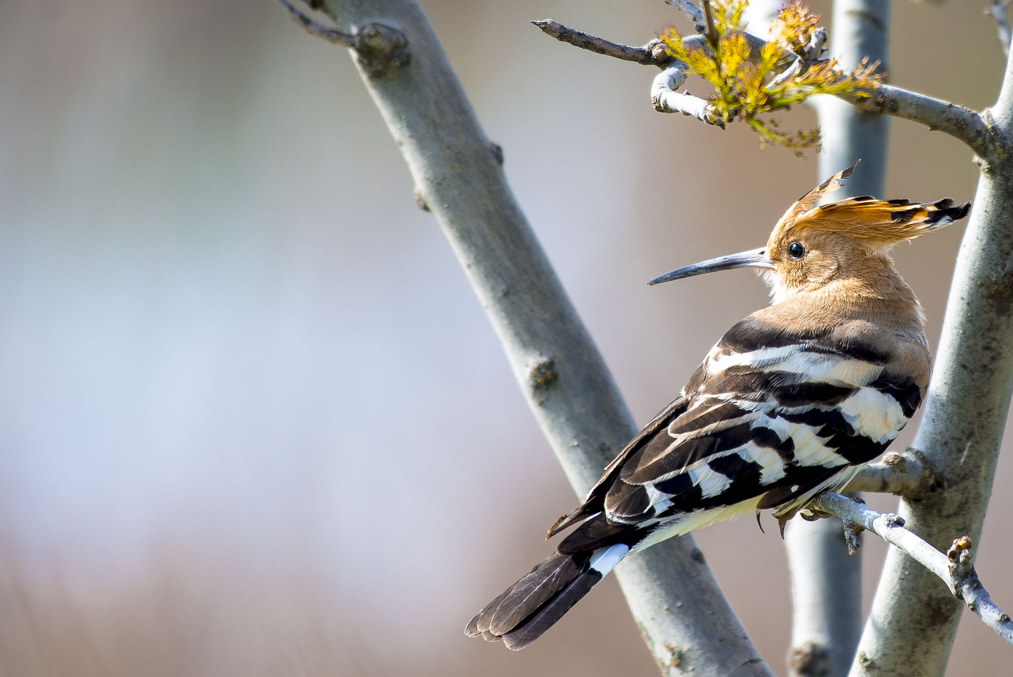 Nikon AF-S Nikkor 200-500mm F5.6E ED VR sample photo. İbibik » eurasian hoopoe » upupa epops photography