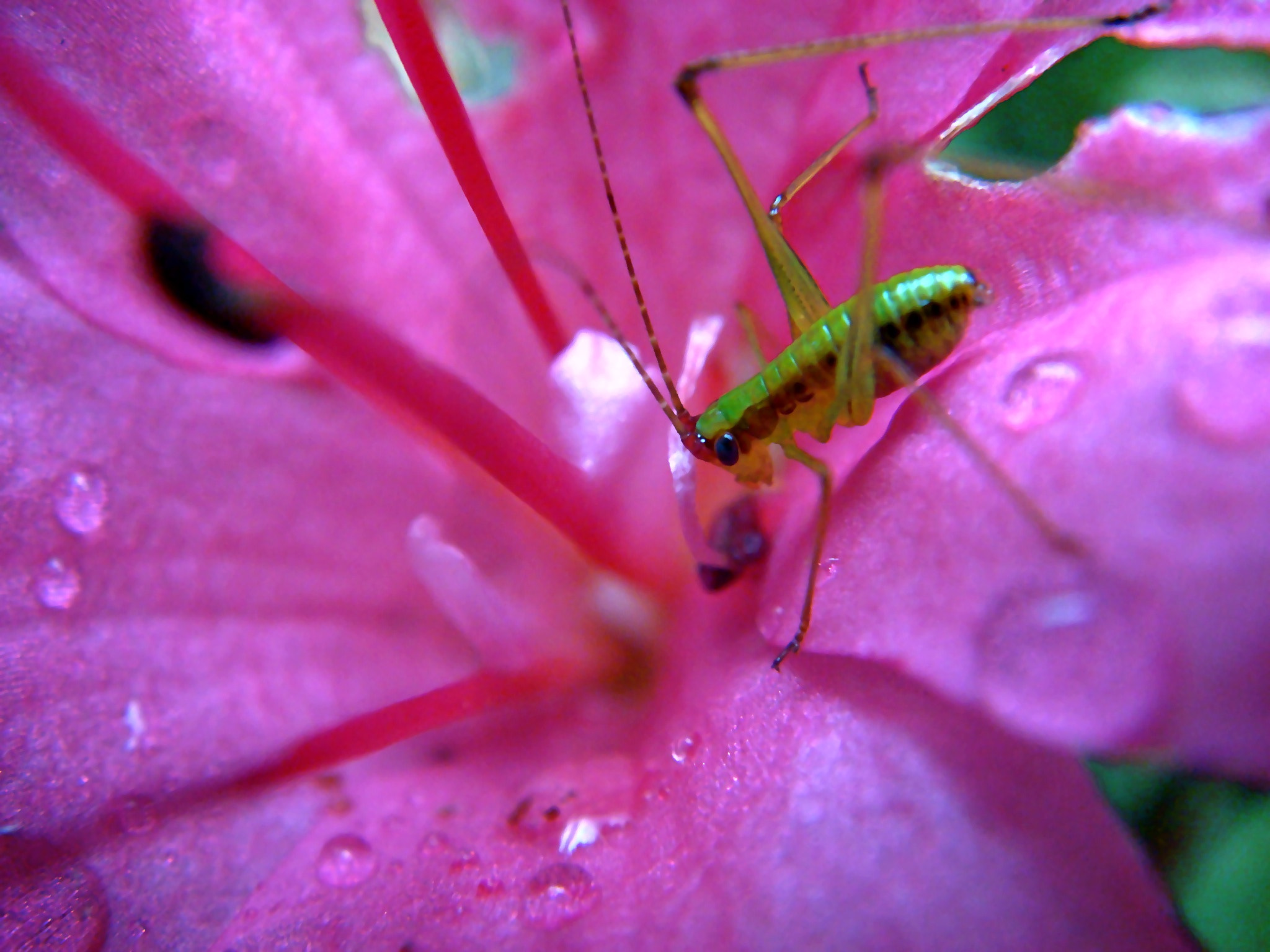 Sony DSC-T100 sample photo. Baby grasshopper photography