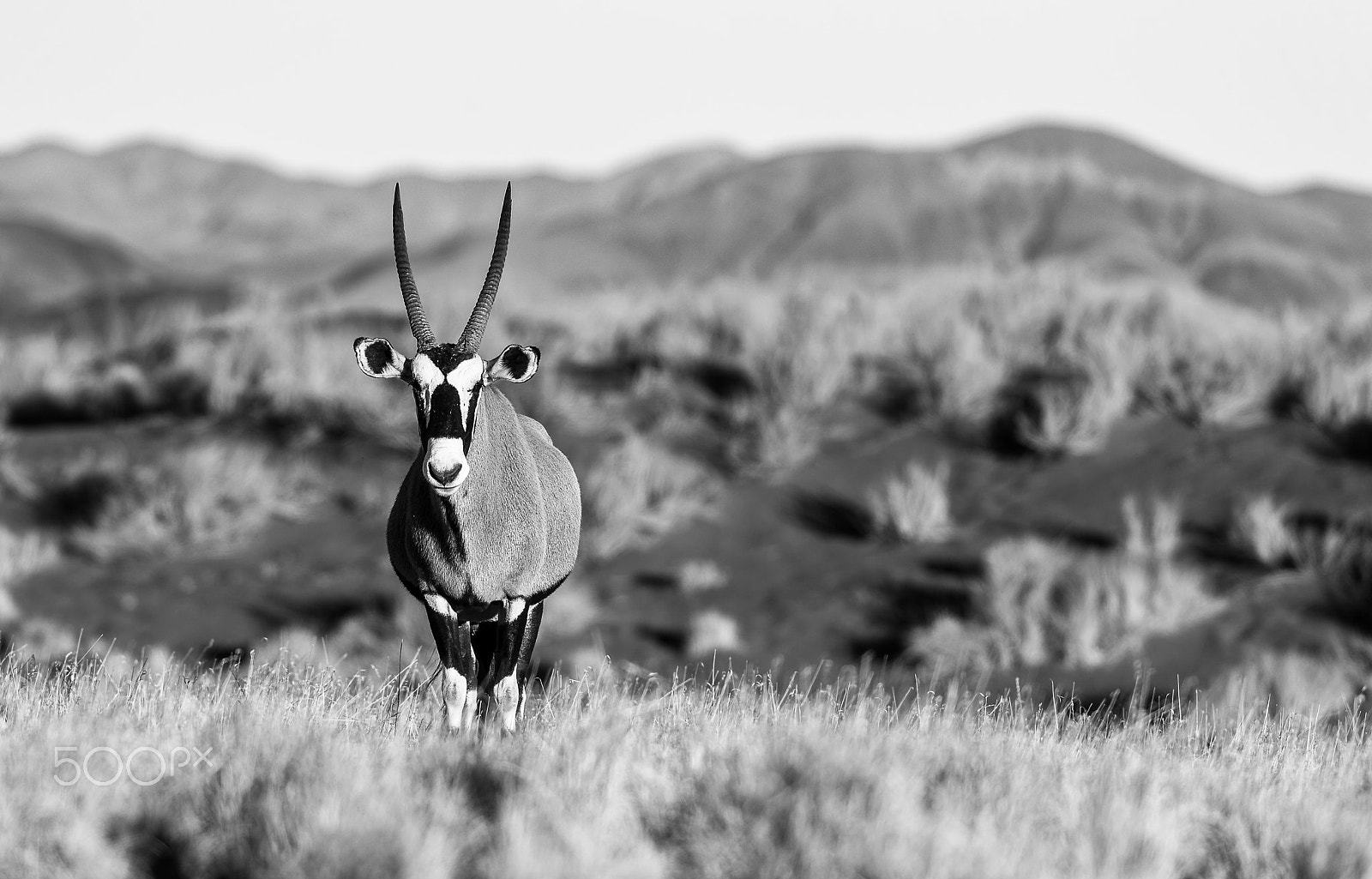 Nikon D4S + Nikon AF-S Nikkor 200-400mm F4G ED-IF VR sample photo. Namibrand gemsbok, b&w photography