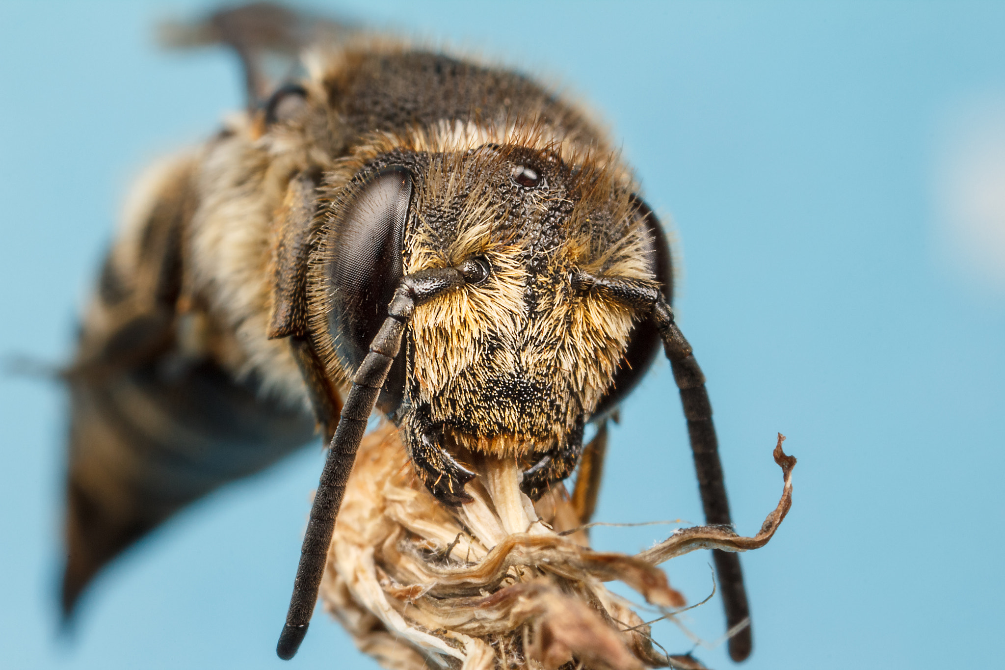 Canon MP-E 65mm F2.5 1-5x Macro Photo sample photo. Leaf cutter bee photography