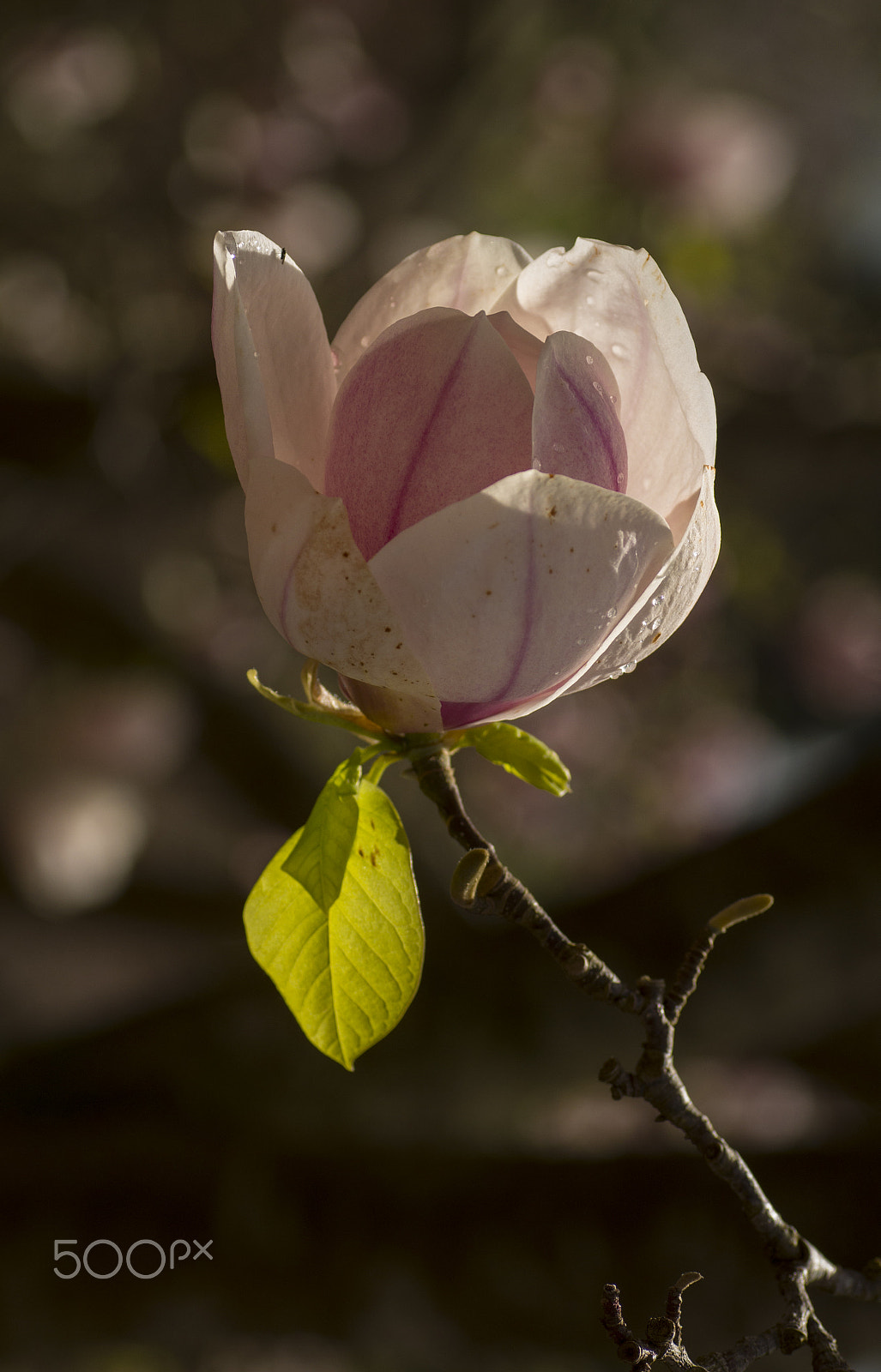 Pentax K-30 + Tamron SP AF 90mm F2.8 Di Macro sample photo. Magnolia photography
