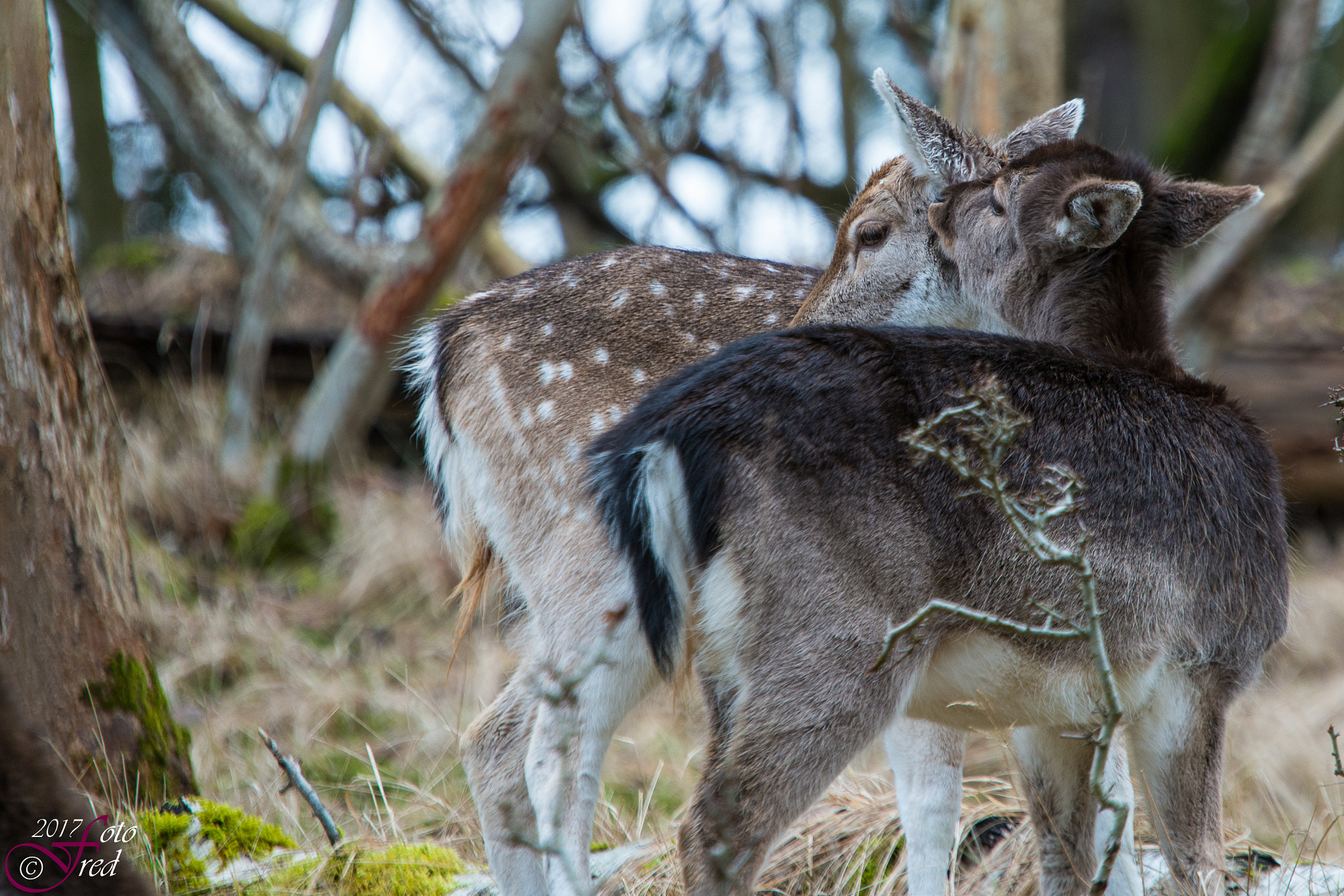 Nikon D800 + Sigma 70-200mm F2.8 EX DG OS HSM sample photo. Friends photography