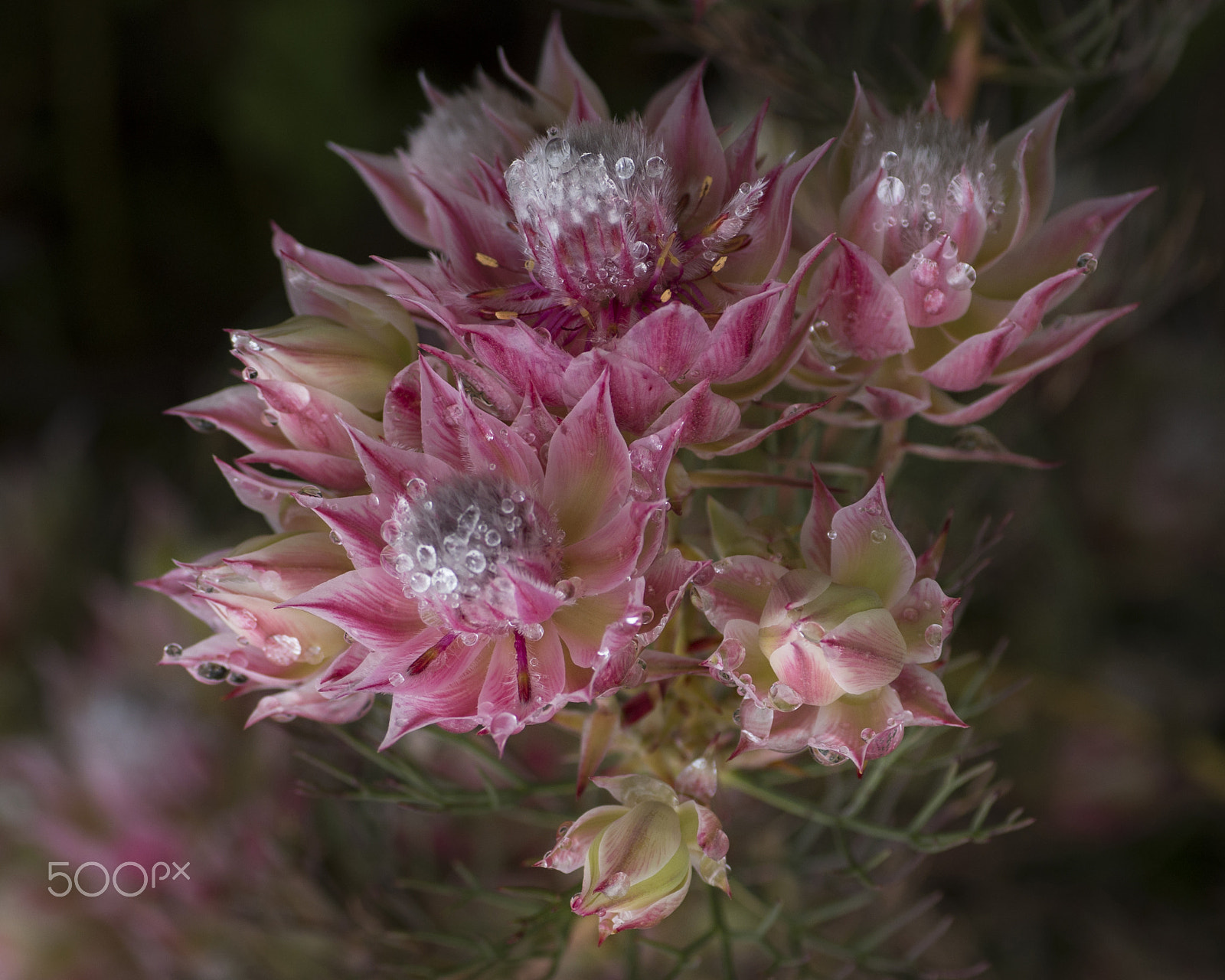 Pentax K-30 sample photo. Spring morning photography