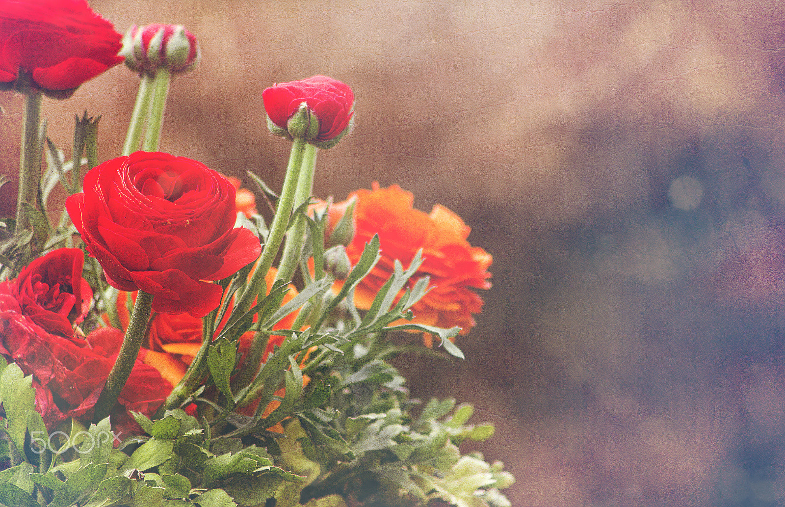 Canon EOS 60D sample photo. Red flower, vintage photography