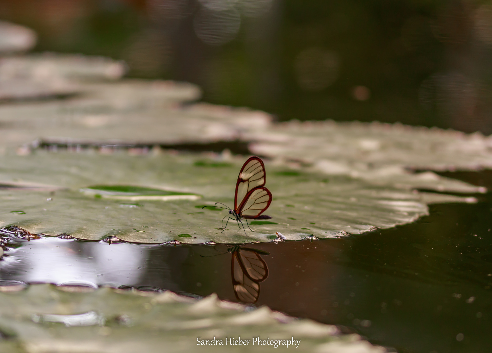 Canon EF-S 60mm F2.8 Macro USM sample photo. Glasflügler ( greta oto ) photography