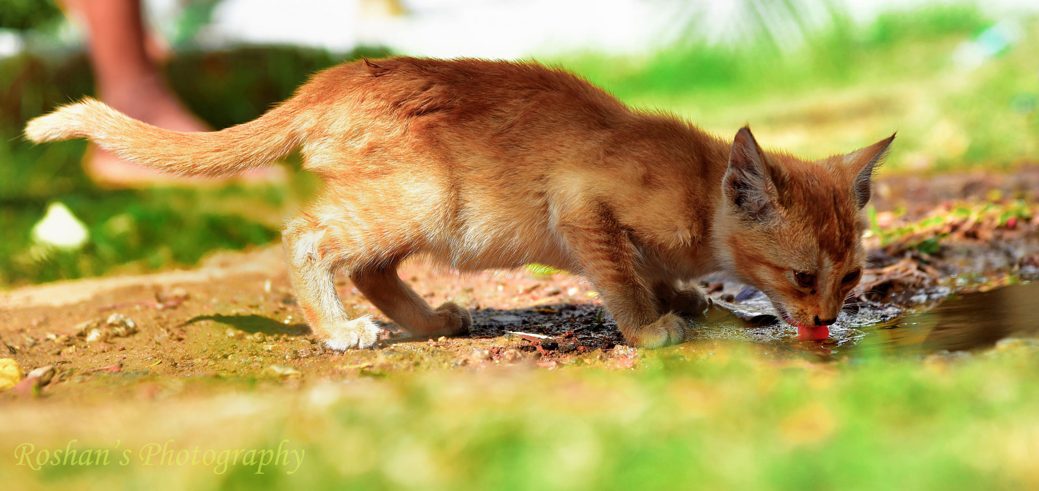 Nikon D750 + AF Nikkor 50mm f/1.4 sample photo. Kitten photography