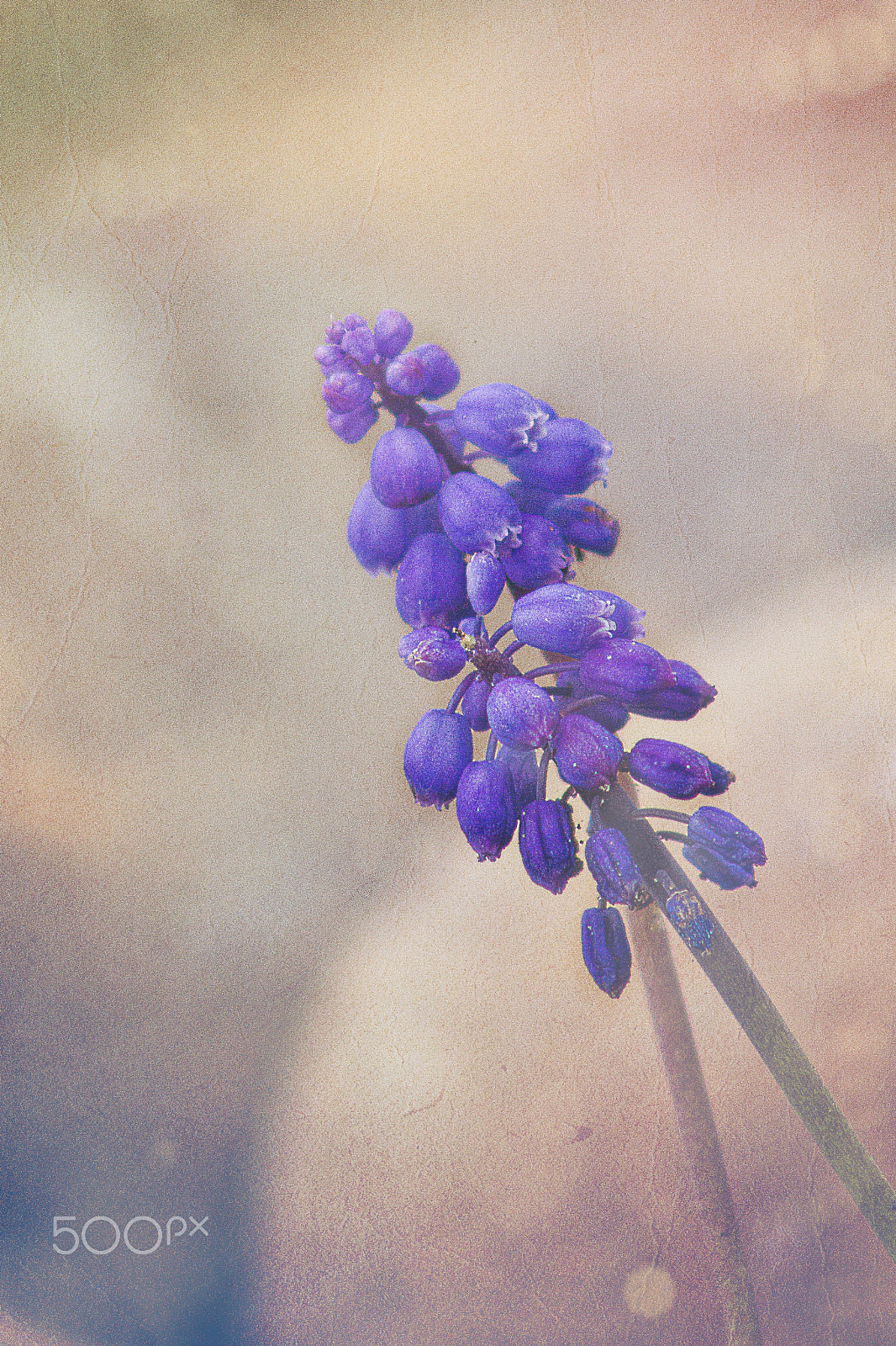 Canon EOS 60D + EF75-300mm f/4-5.6 sample photo. Vintage hyacinthus photography