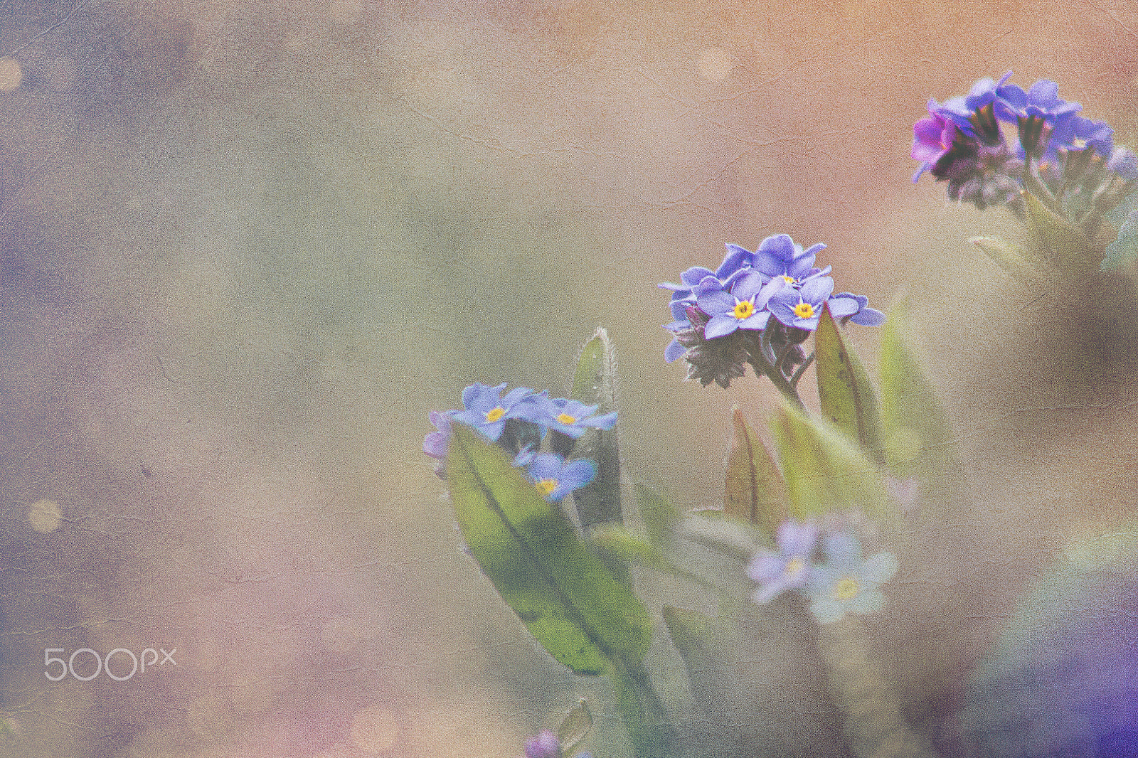 Canon EOS 60D + EF75-300mm f/4-5.6 sample photo. Forget-me-not, vintage photography