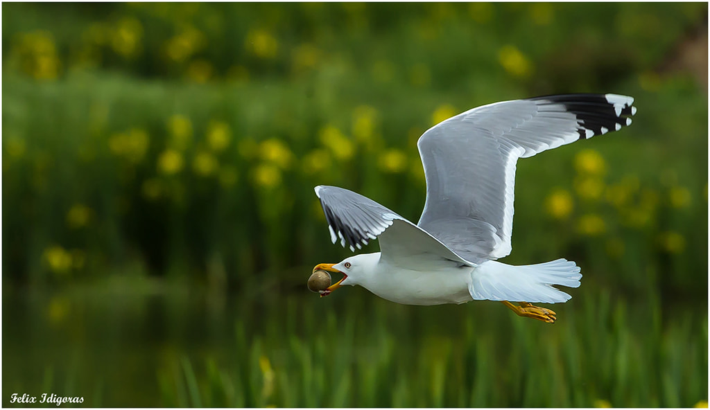 Canon EOS-1D X sample photo. Gaviota con huevo robado photography