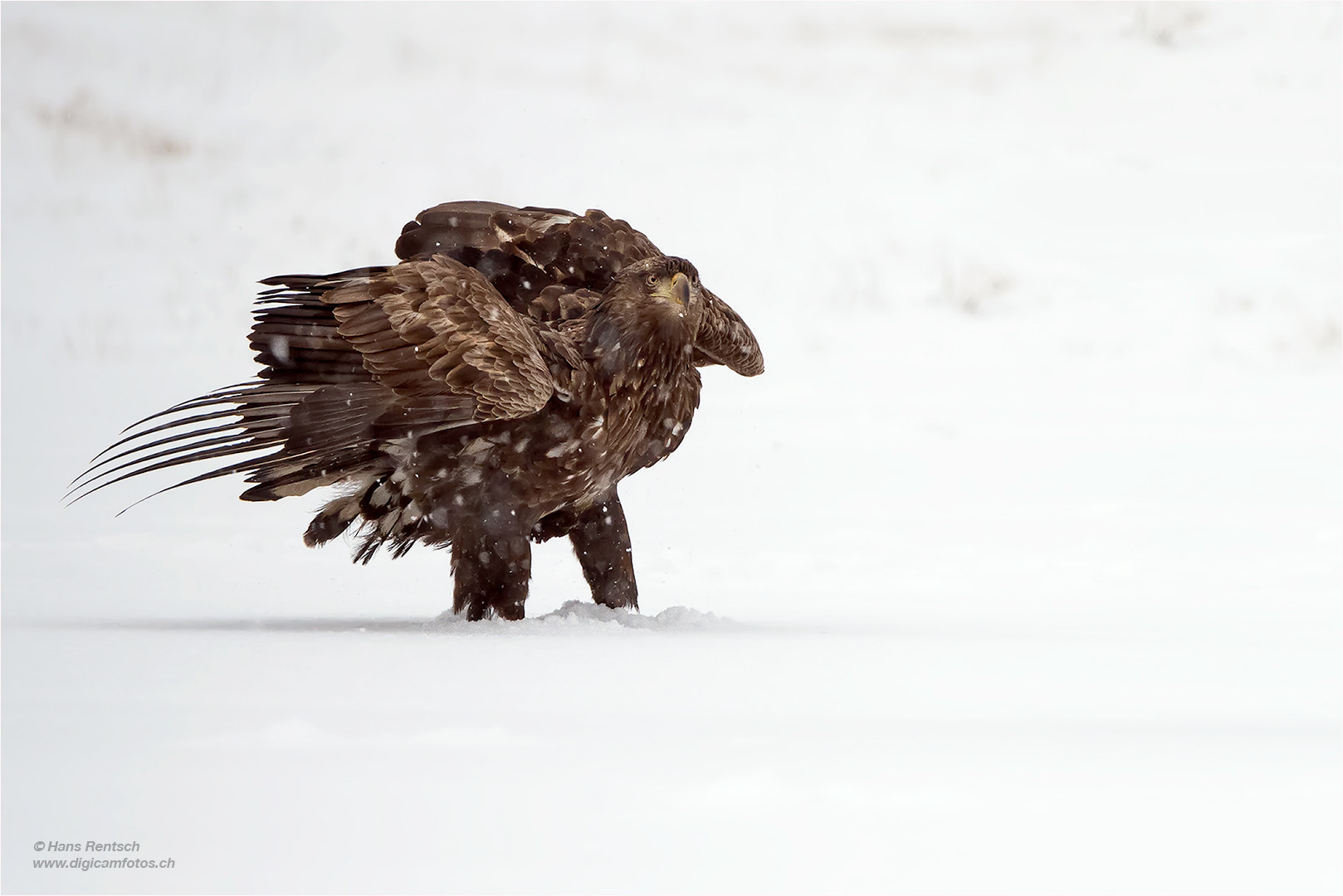 Nikon D5 sample photo. Seeadler photography