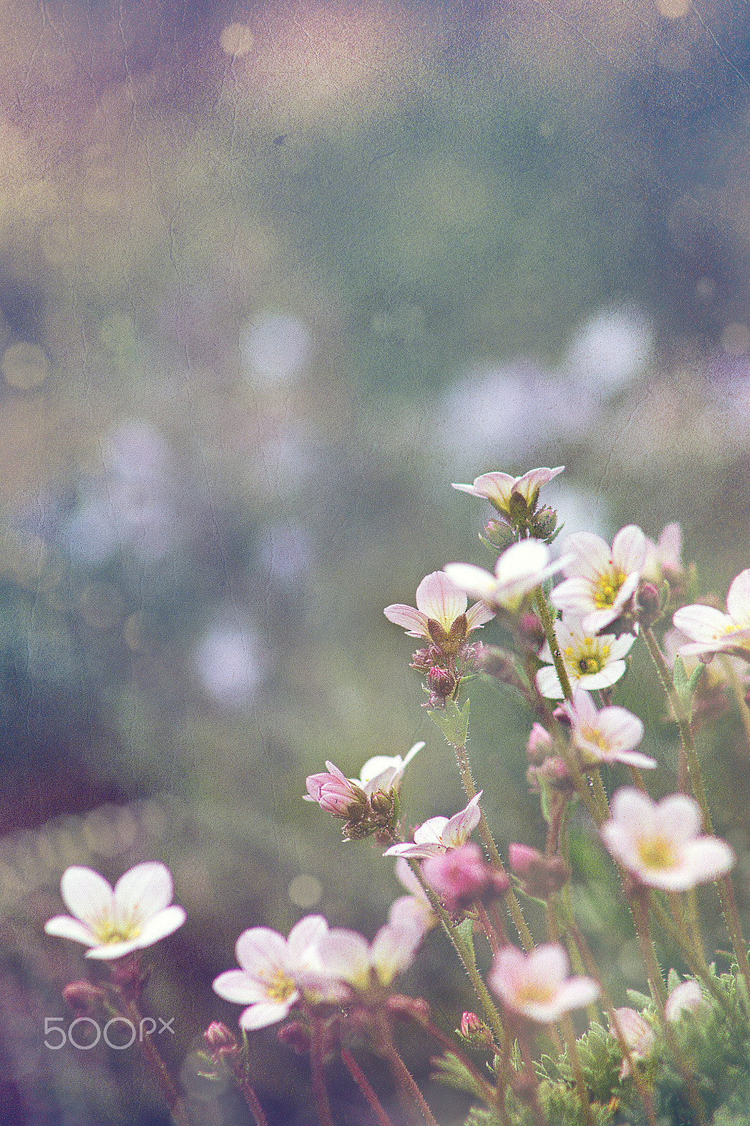 Canon EOS 60D sample photo. White flower vintage photography
