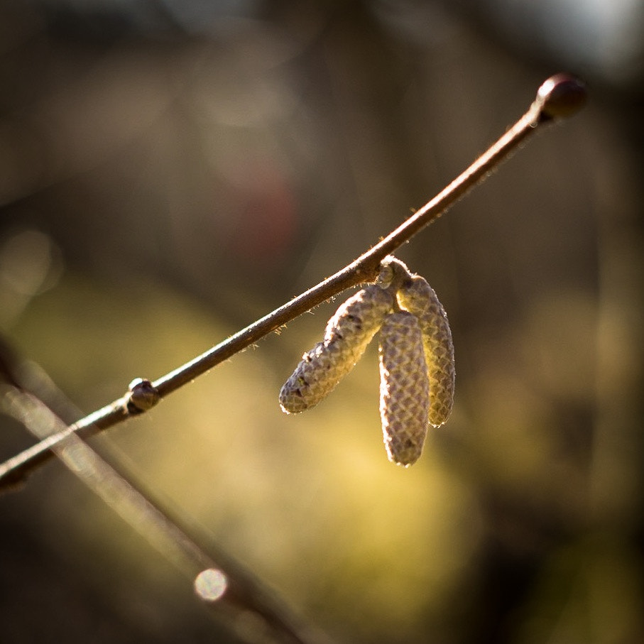 E 50mm F0 sample photo. Nature photography