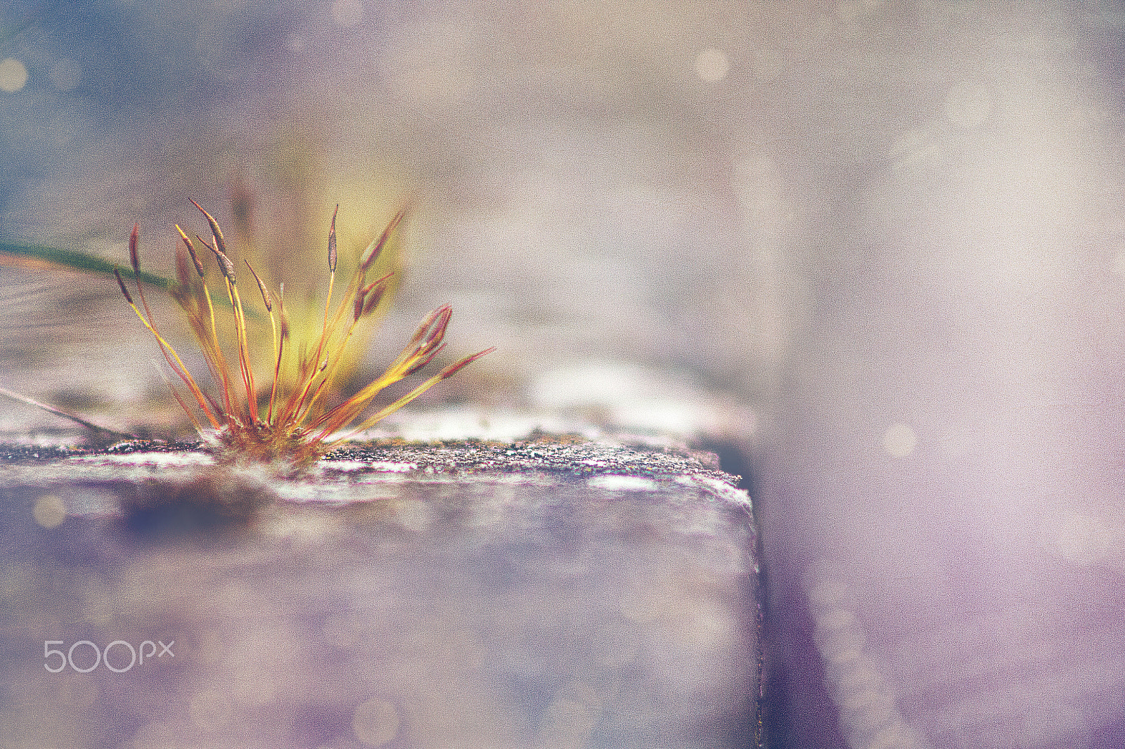 Canon EOS 60D + EF75-300mm f/4-5.6 sample photo. Flowering moss vintage photography