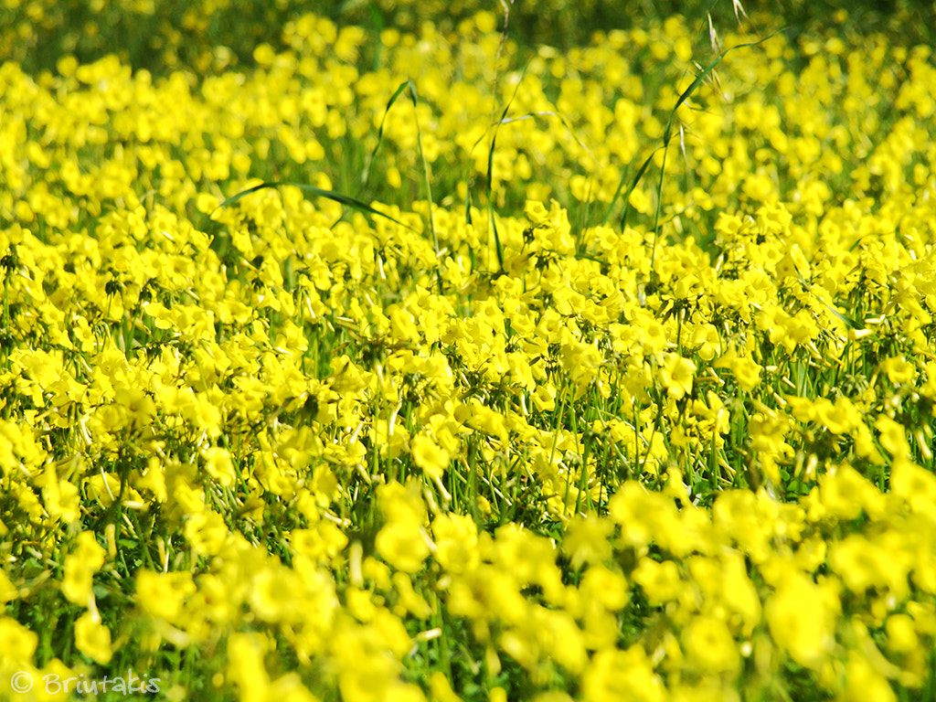 Olympus E-400 (EVOLT E-400) sample photo. Yellow photography