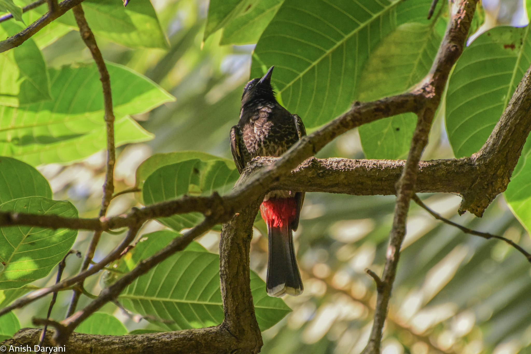 Nikon D810 sample photo. Red ass birdie! photography
