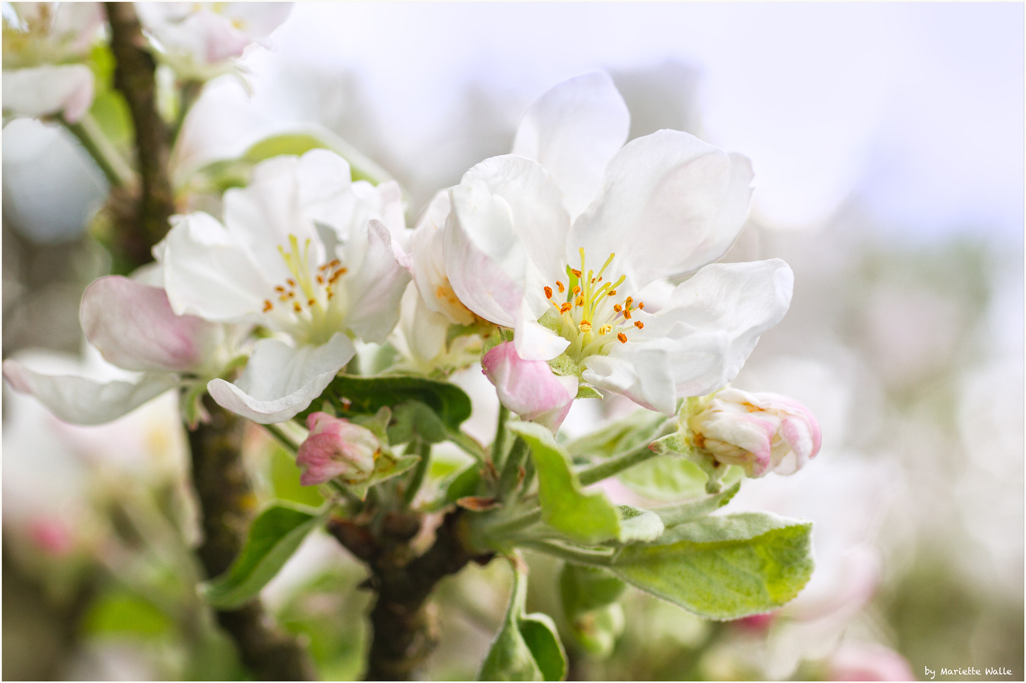 Canon EOS 7D + Sigma 70mm F2.8 EX DG Macro sample photo. Apple blossom photography