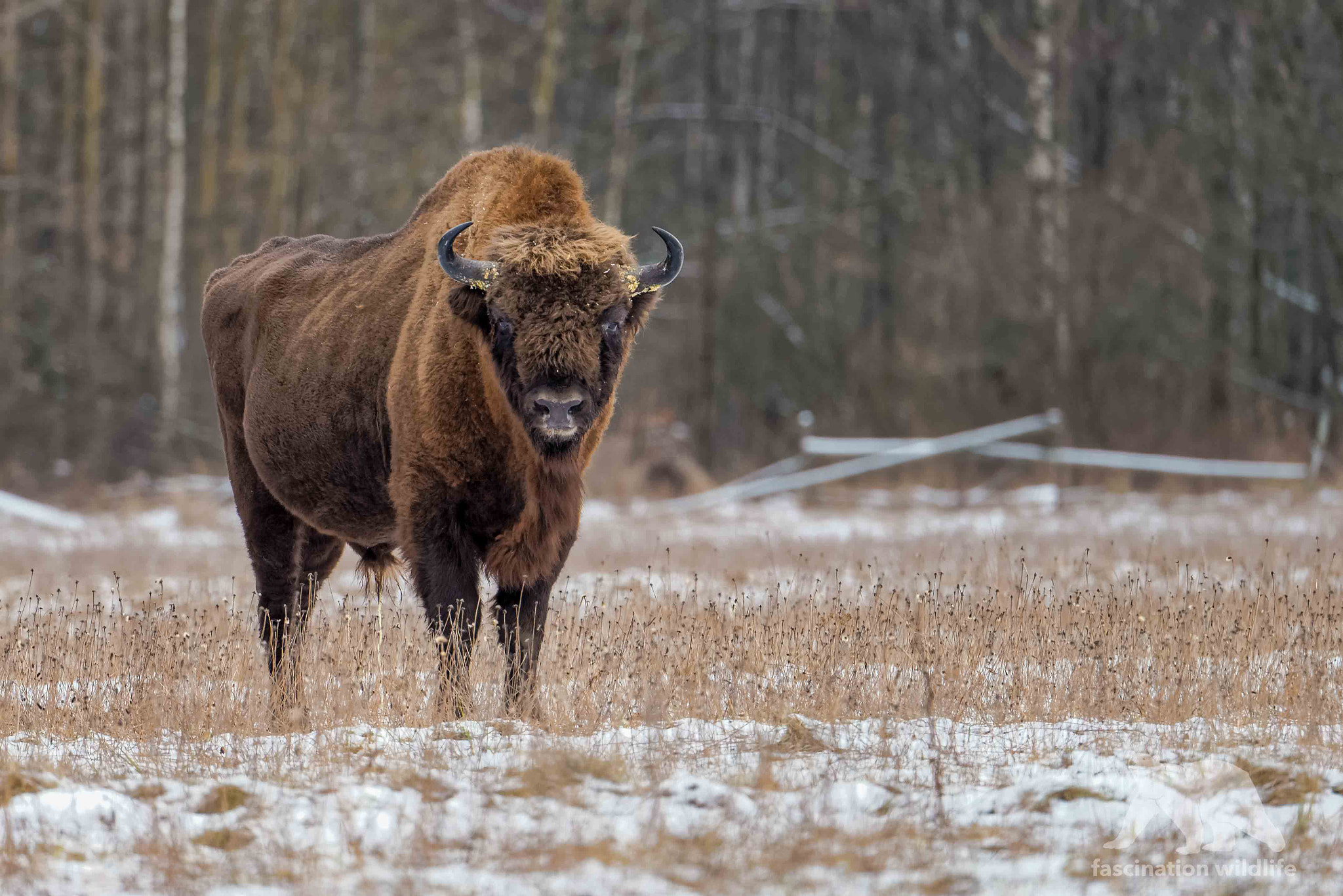 Nikon D600 sample photo. Bison bull photography