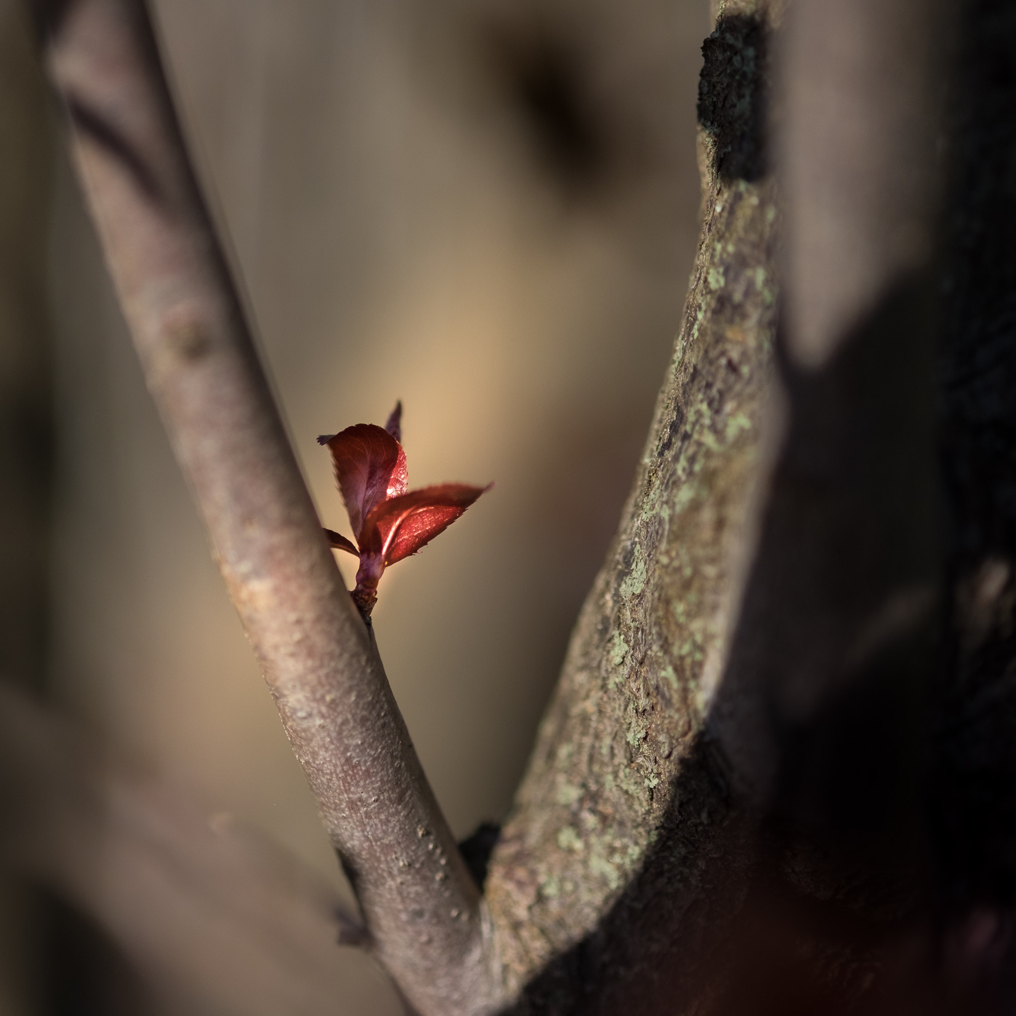 Fujifilm X-T1 sample photo. Bonjour printemps photography