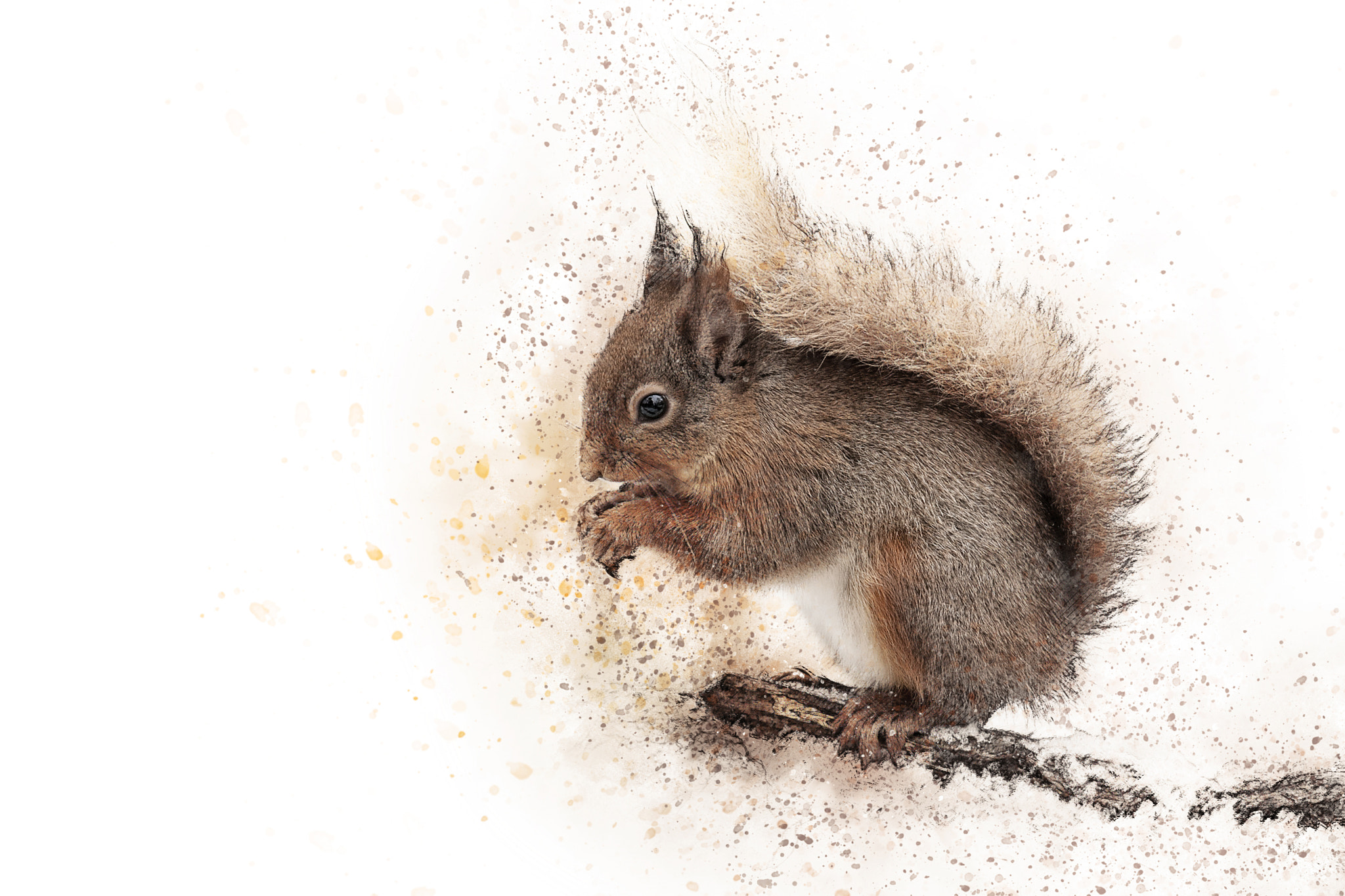 Canon EOS-1Ds Mark III sample photo. Squirrel photography