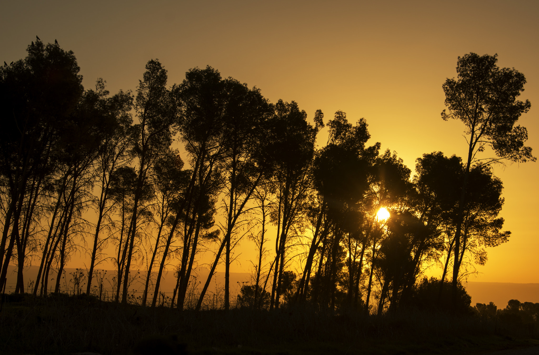 Nikon AF-S Nikkor 24-120mm F4G ED VR sample photo. Sunset at the forest photography
