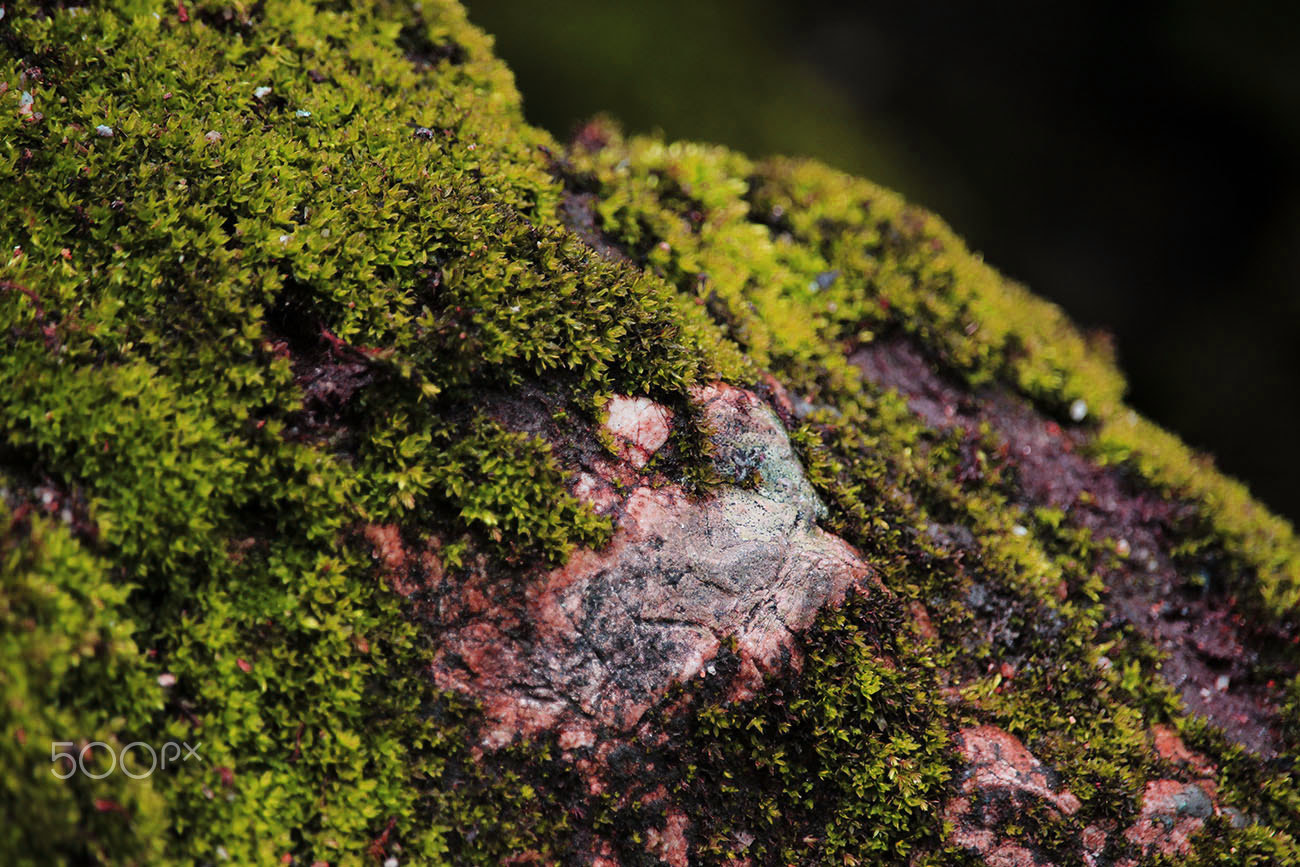 Canon EF-S 55-250mm F4-5.6 IS STM sample photo. Moss-covered photography