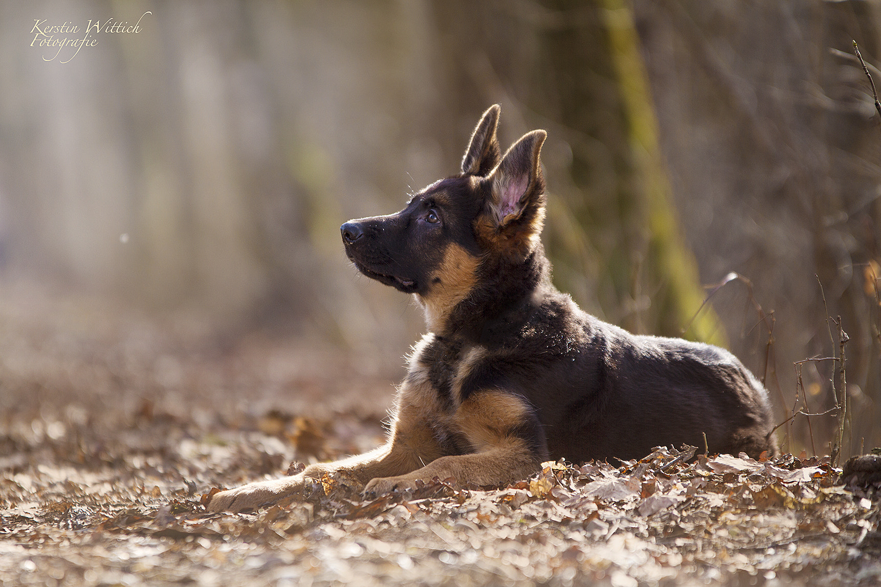 Sigma 70-200mm F2.8 EX DG OS HSM sample photo. German sheperd photography