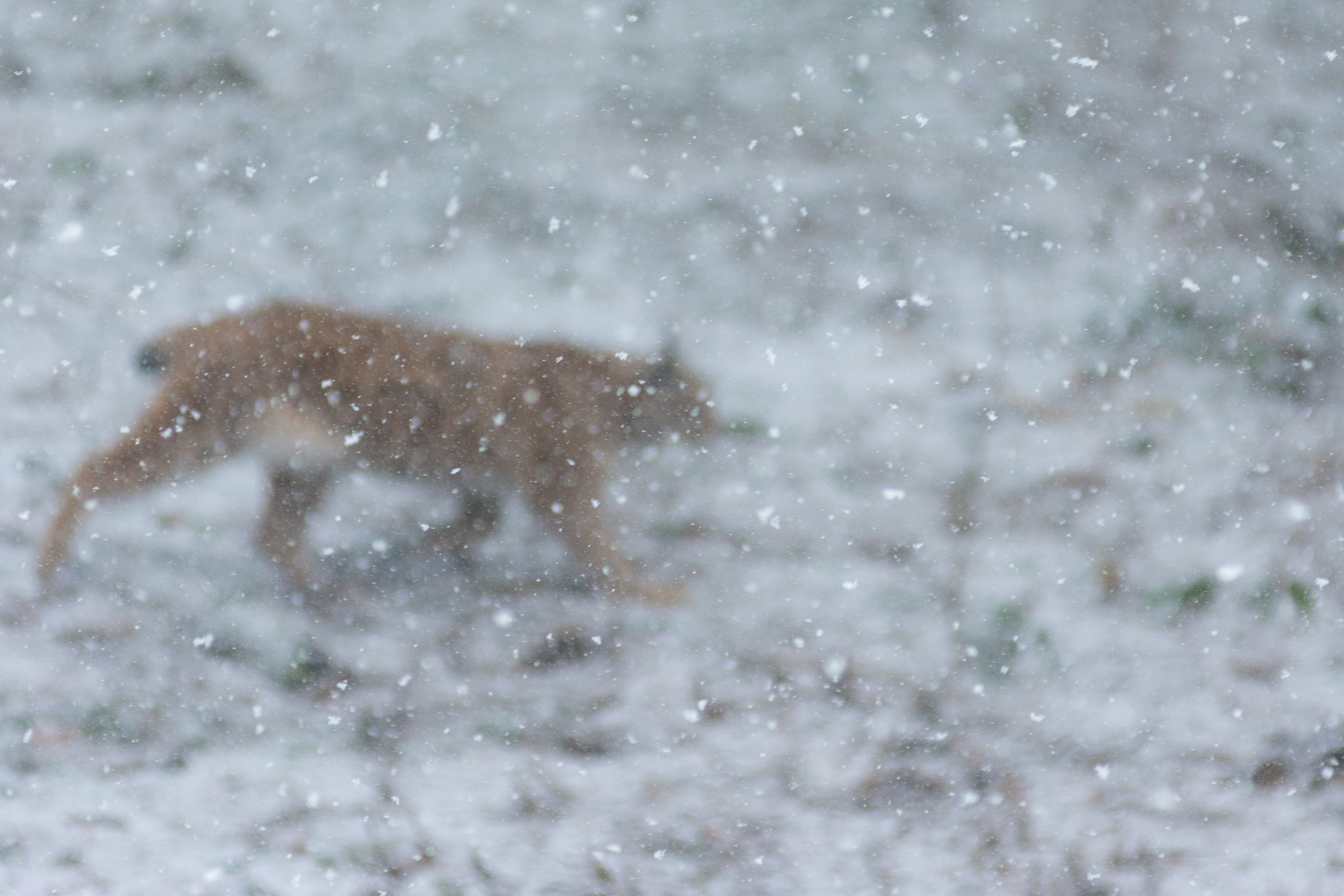 Nikon AF-Nikkor 80-200mm F2.8D ED sample photo. Mystery animal photography