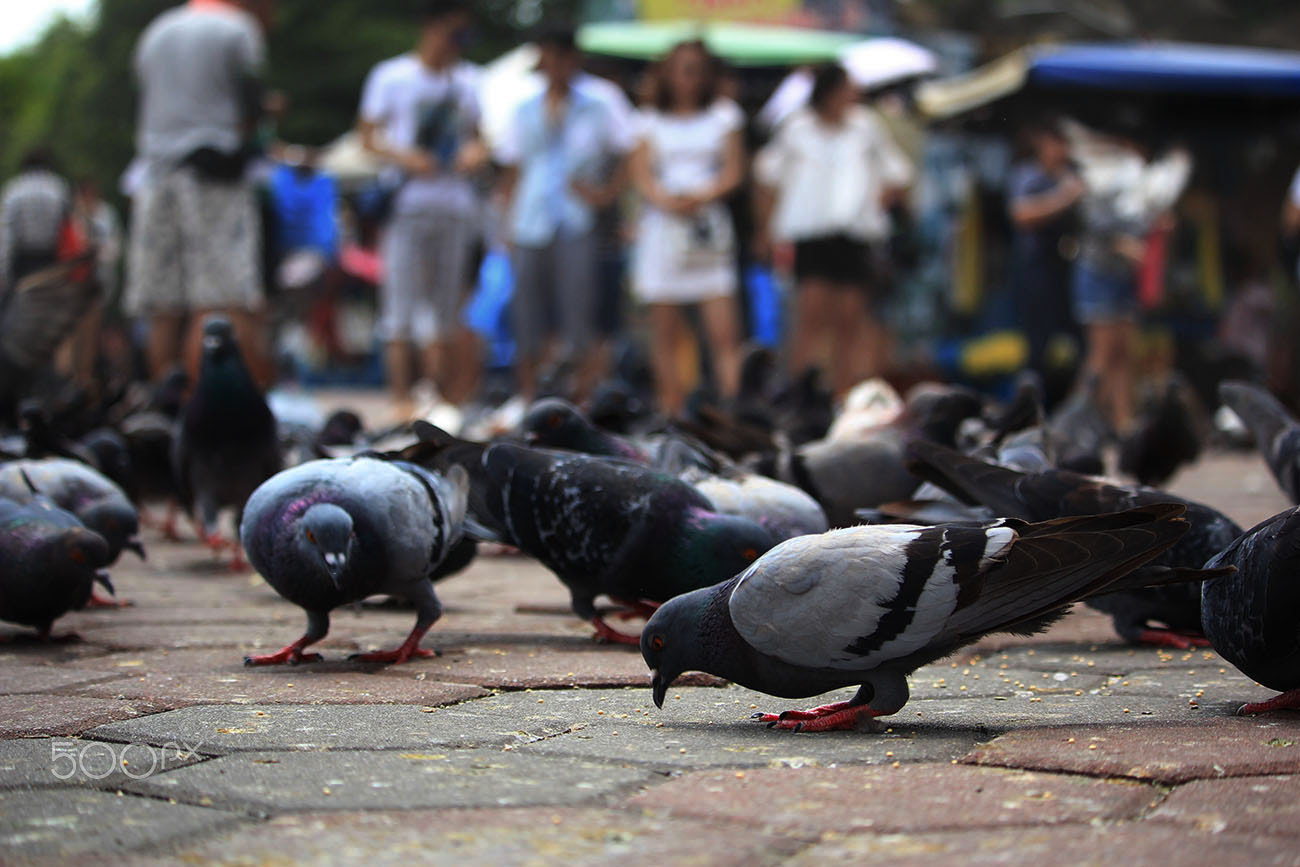 Canon EF-S 55-250mm F4-5.6 IS STM sample photo. Flock photography