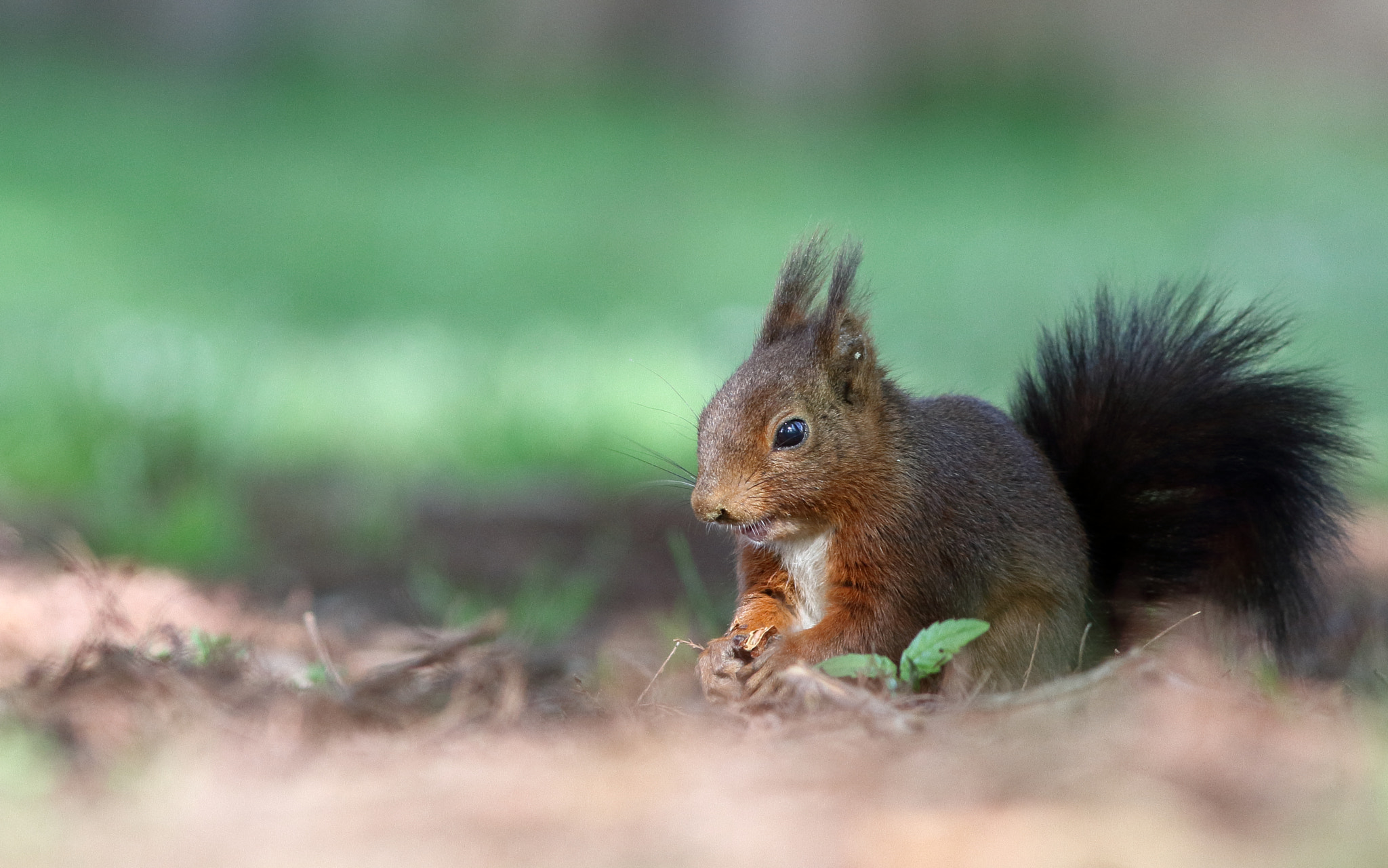 Canon EOS 7D + Canon EF 300mm F4L IS USM sample photo. Happy photography