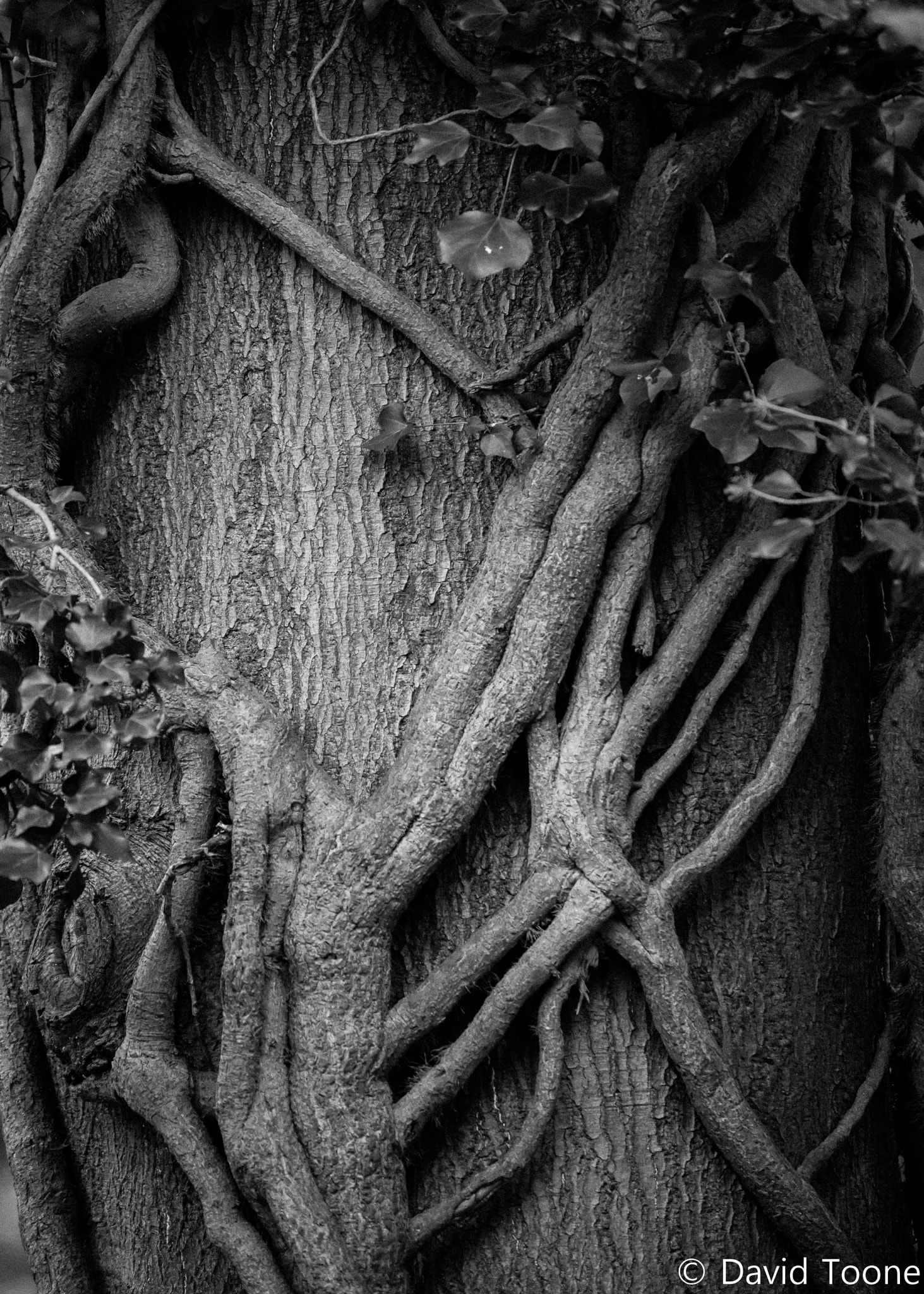 Nikon AF-S Nikkor 70-200mm F4G ED VR sample photo. Entwined photography