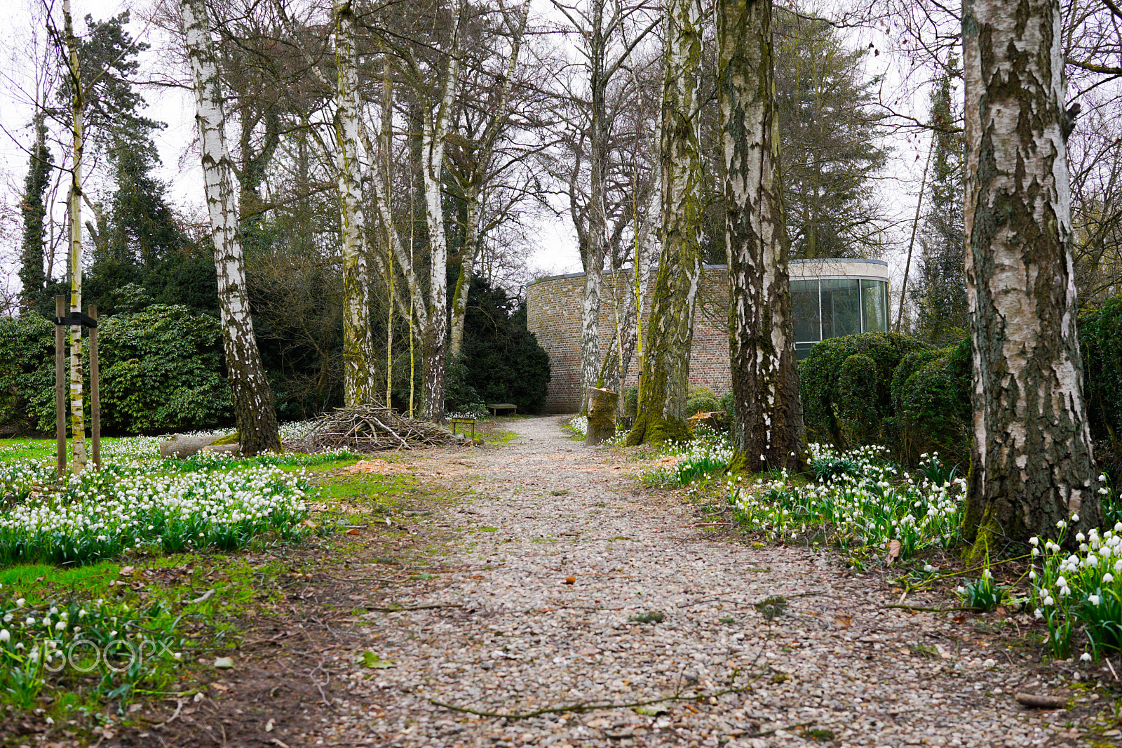 Sigma 30mm F2.8 EX DN sample photo. Birch trees photography