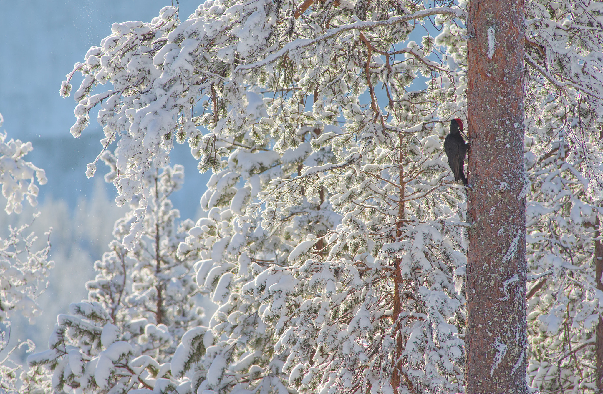 Canon EF 400mm f/2.8L + 1.4x sample photo. Black woodpecker in a finnish wonderland photography