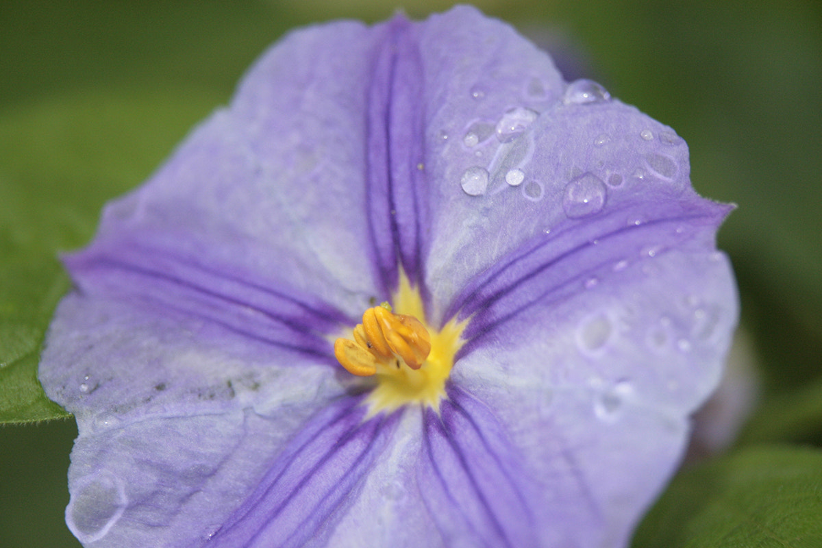 Canon EF-S 18-55mm F3.5-5.6 II sample photo. Fiore photography