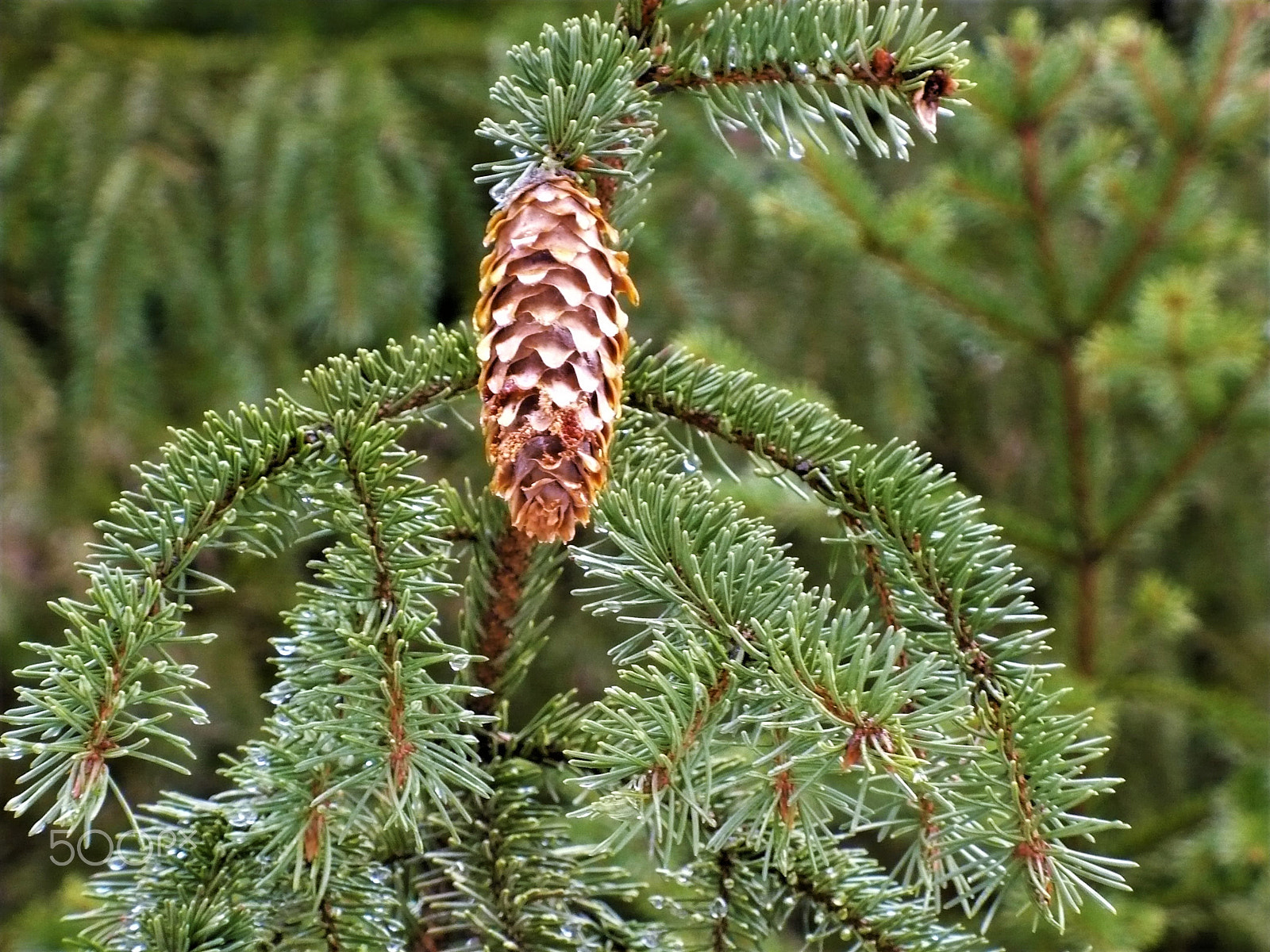 Panasonic DMC-LZ7 sample photo. Pine cone spruce photography