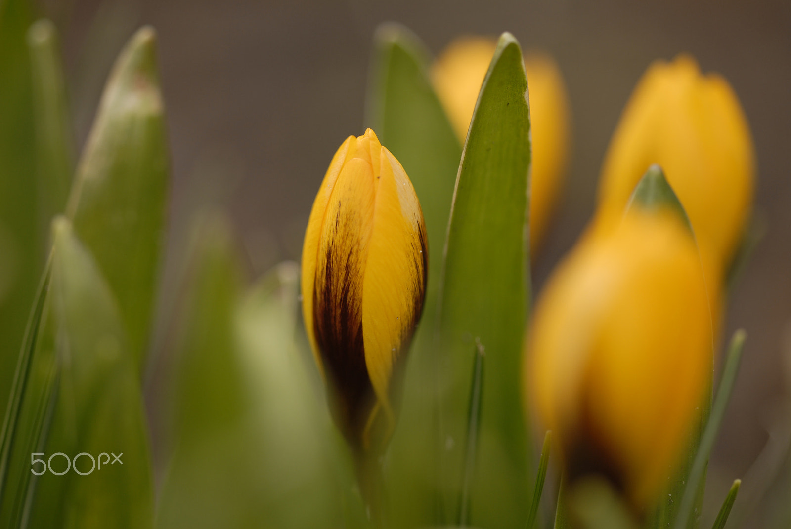 Nikon D200 + Sigma 150mm F2.8 EX DG Macro HSM sample photo. Spring is here photography