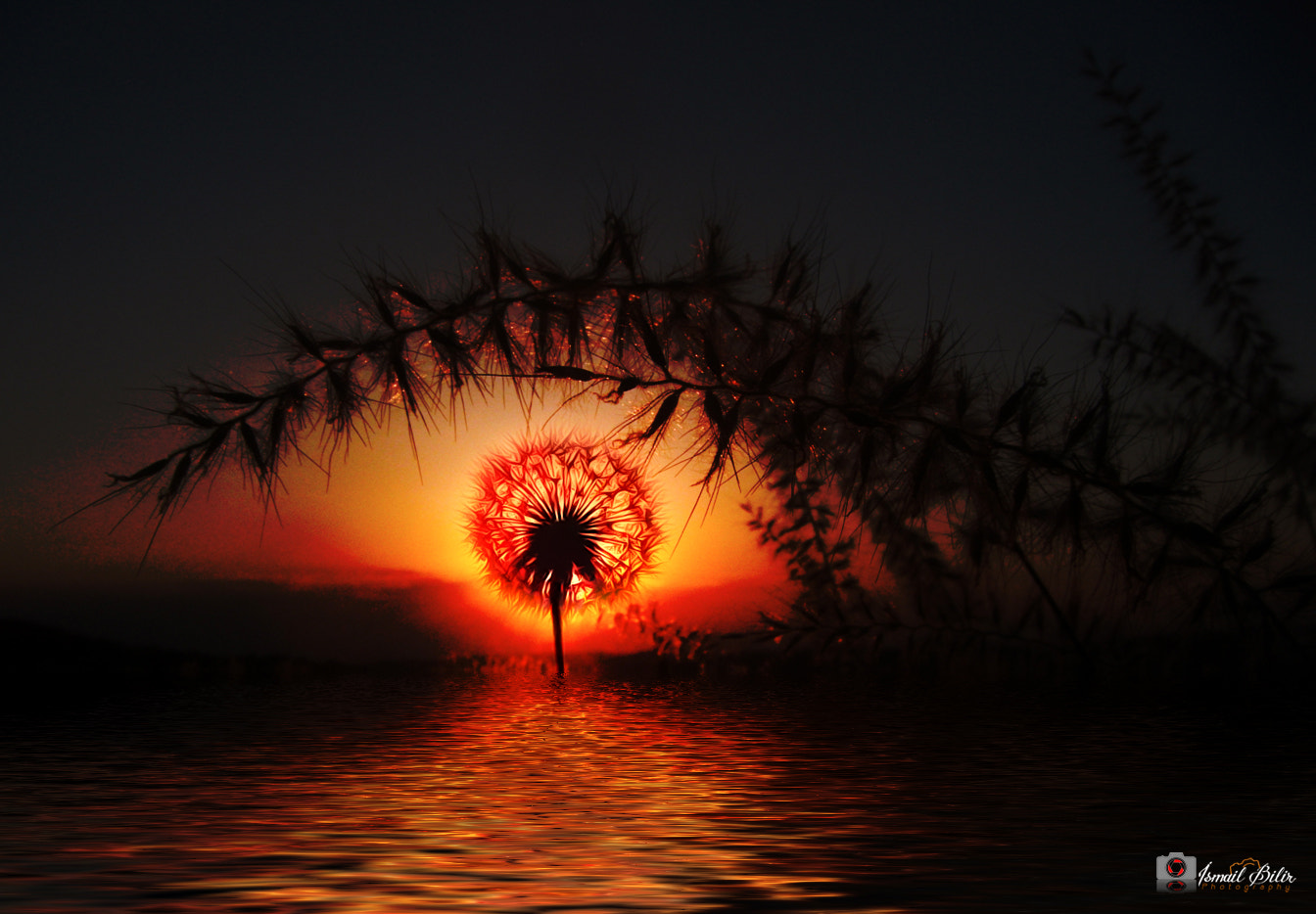 Fujifilm FinePix Z35 sample photo. Dandelion sunset dream! photography