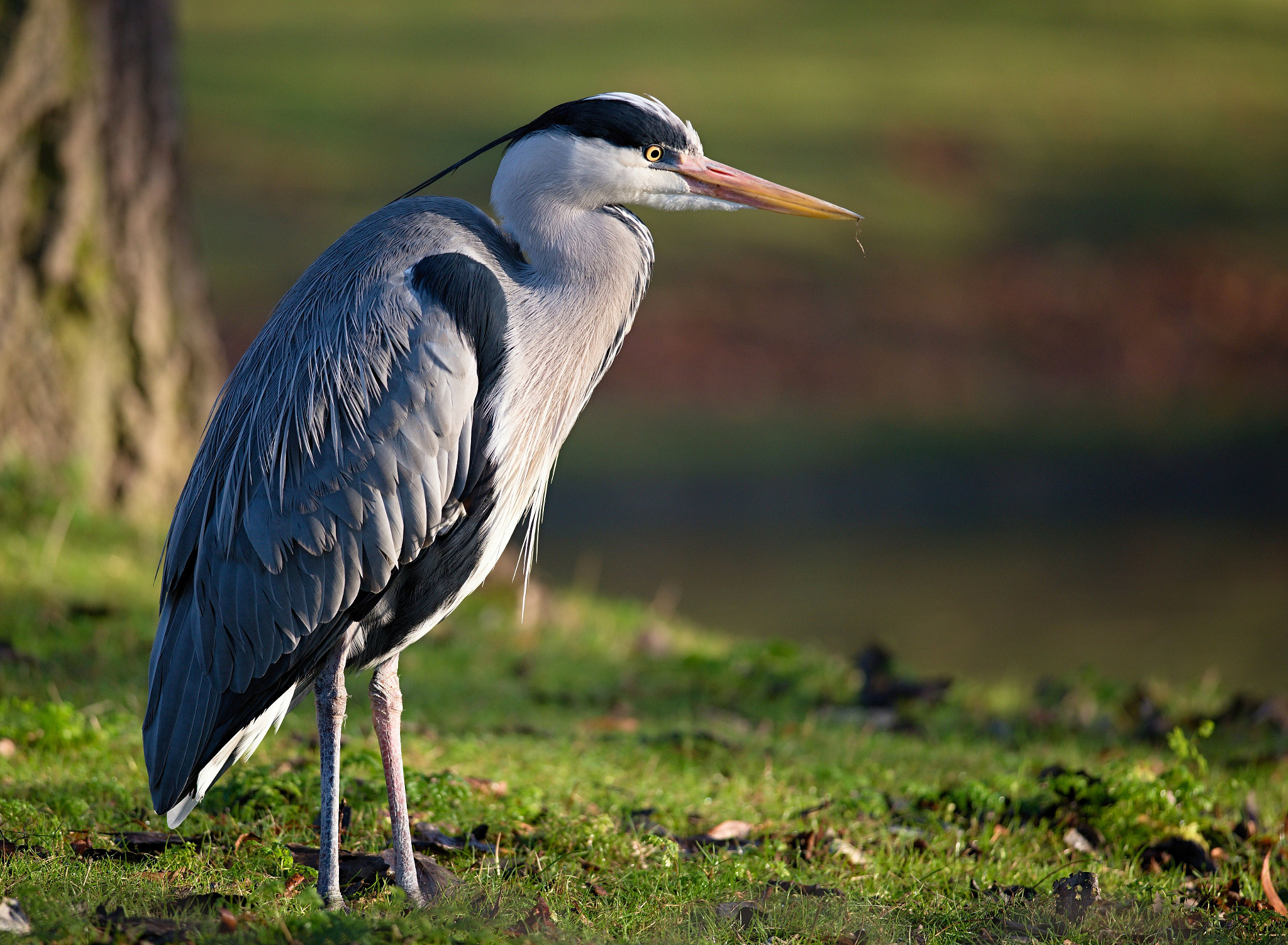 Nikon D610 + Nikon AF-S Nikkor 300mm F4D ED-IF sample photo. Grey heron photography