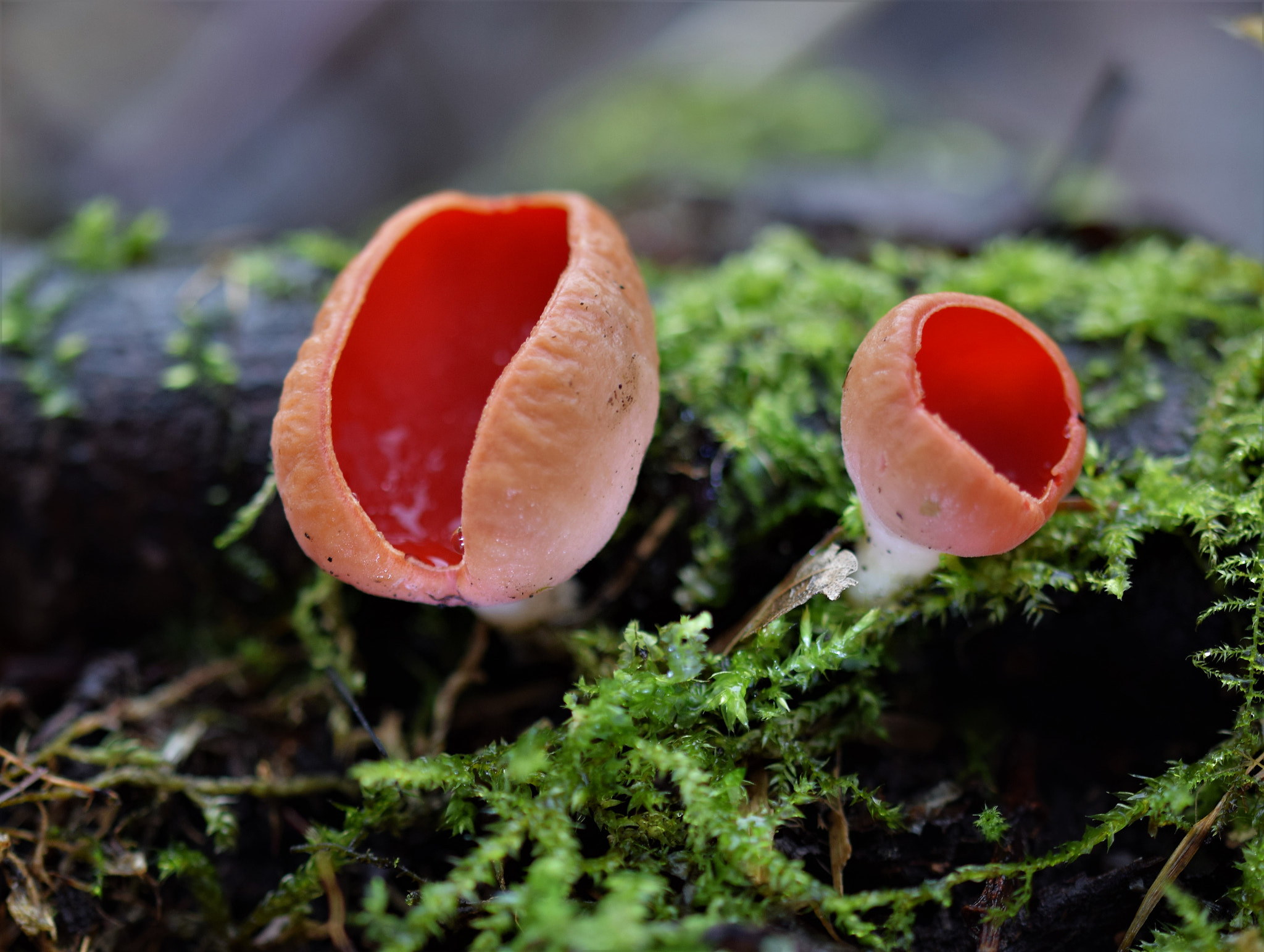 Sigma 105mm F2.8 EX DG OS HSM sample photo. Scarlet elf cups sarcoscypha sp probably s austriaca photography